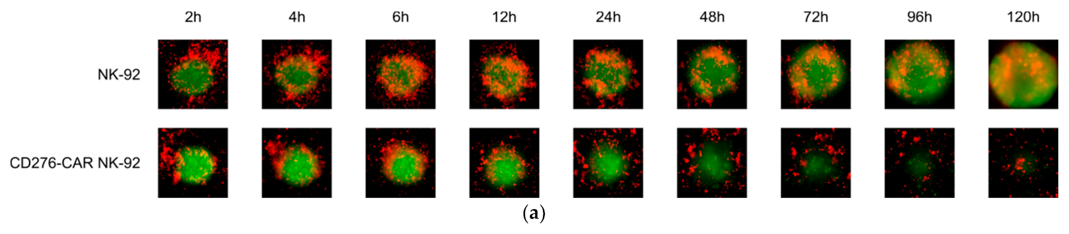 Cells 10 01020 g006a Cells 10 01020 g006a