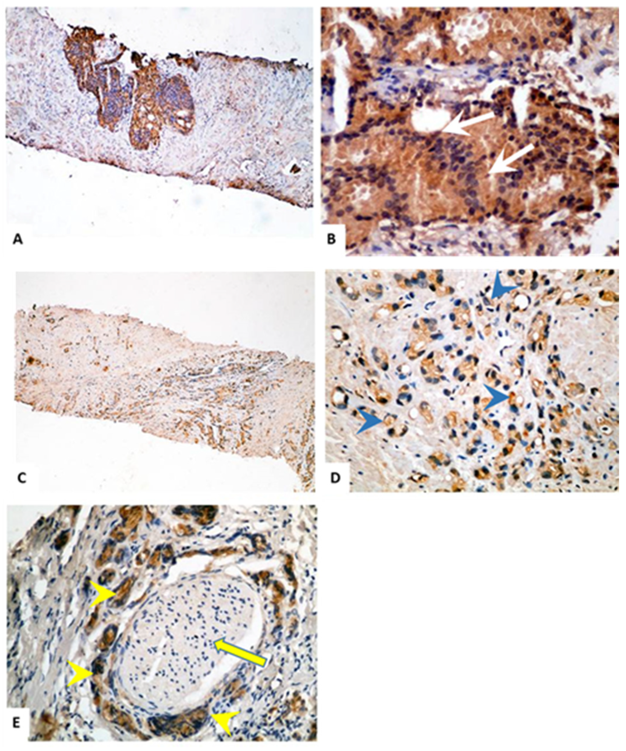 Cells 10 01029 g003 Cells 10 01029 g003