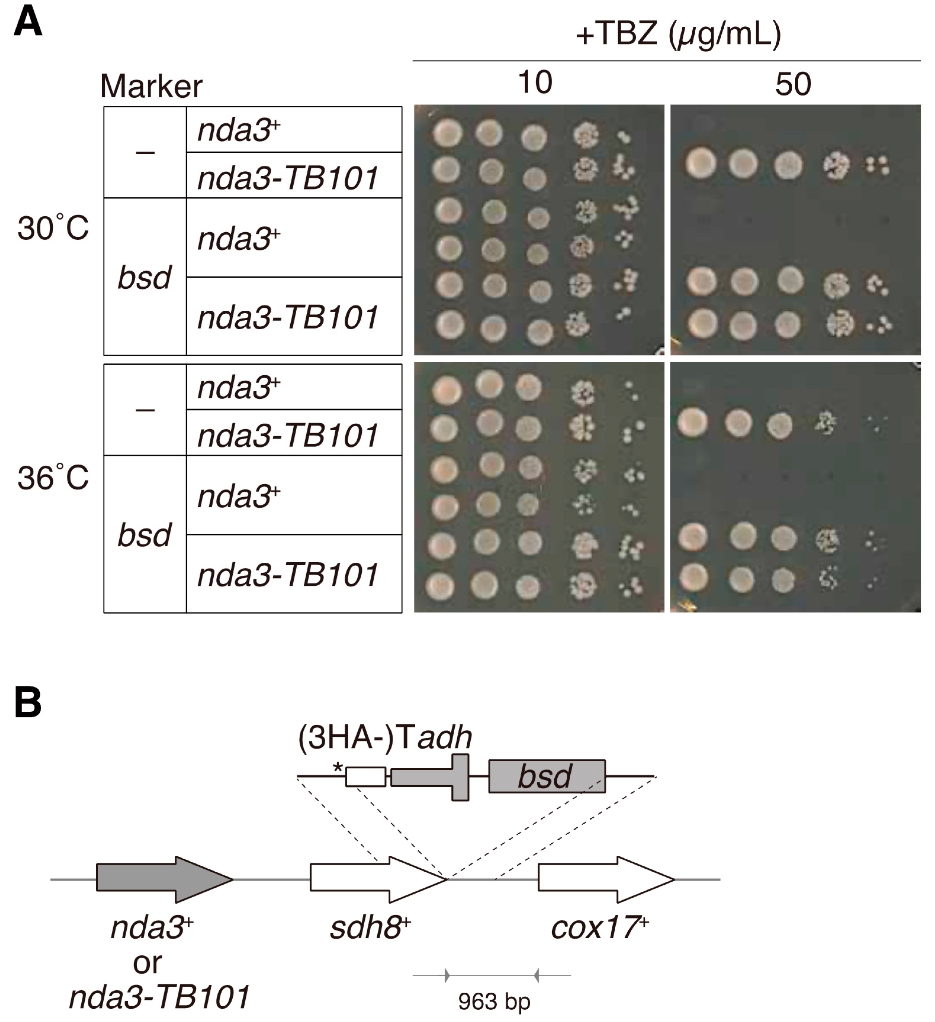 Cells 10 01042 g001 Cells 10 01042 g001
