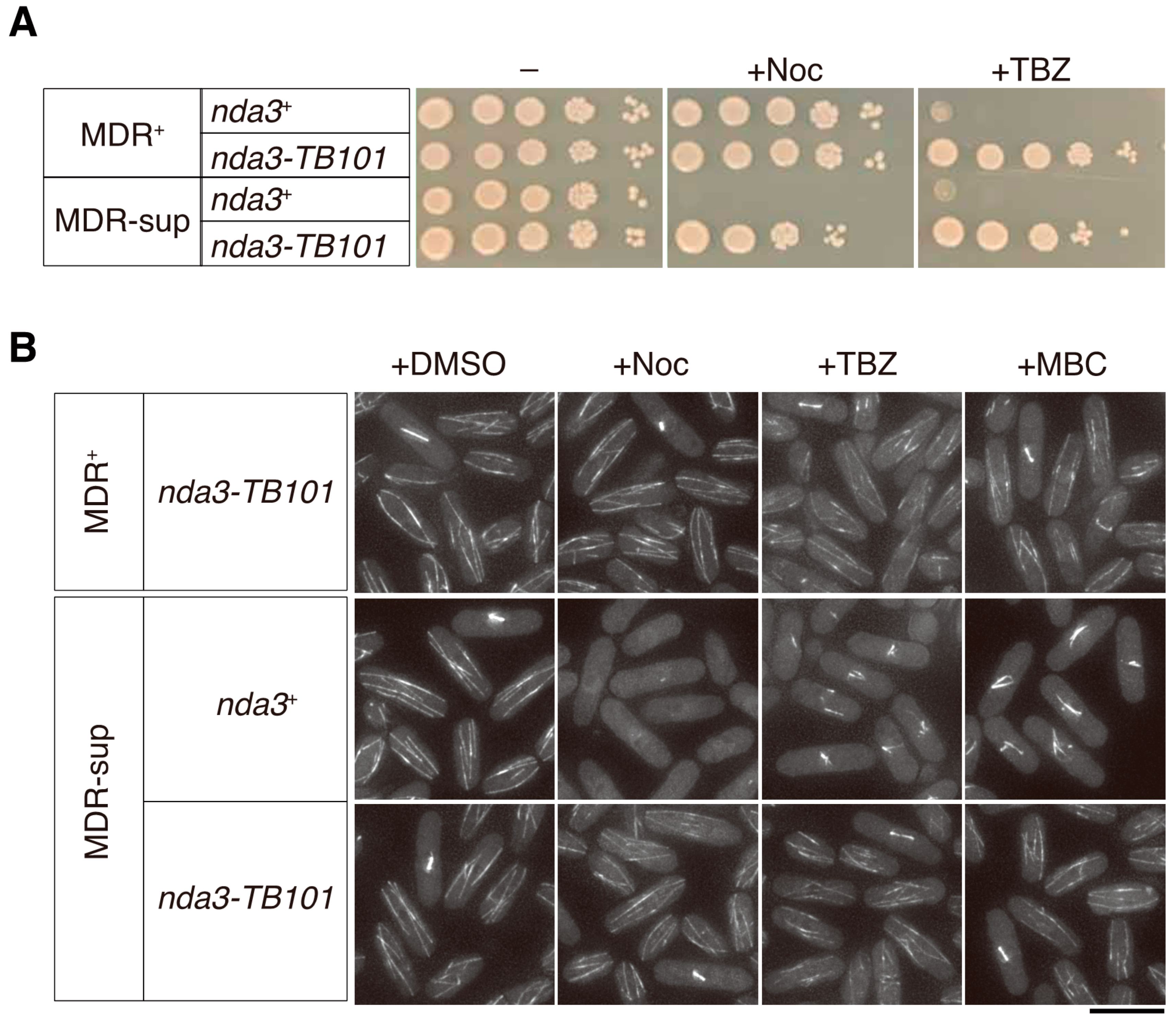 Cells 10 01042 g004 Cells 10 01042 g004