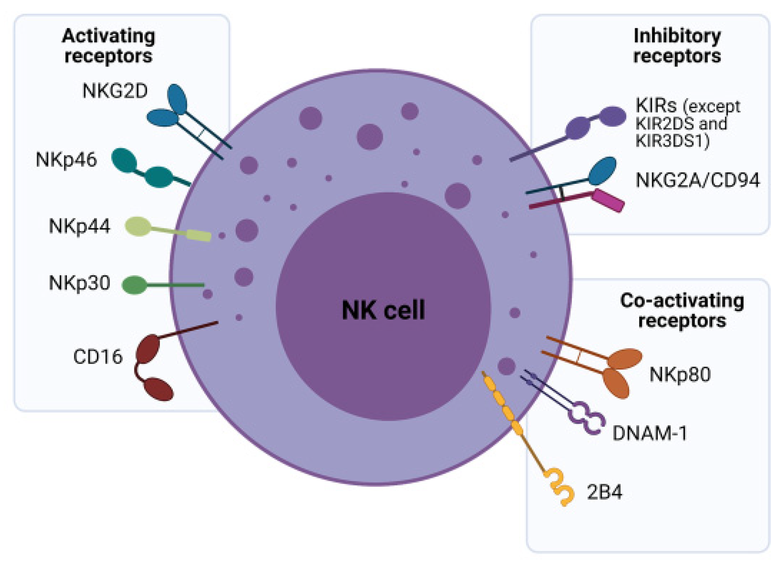 Cells | Free Full-Text | Enhancing a Natural Killer: Modification of NK  Cells for Cancer Immunotherapy | HTML