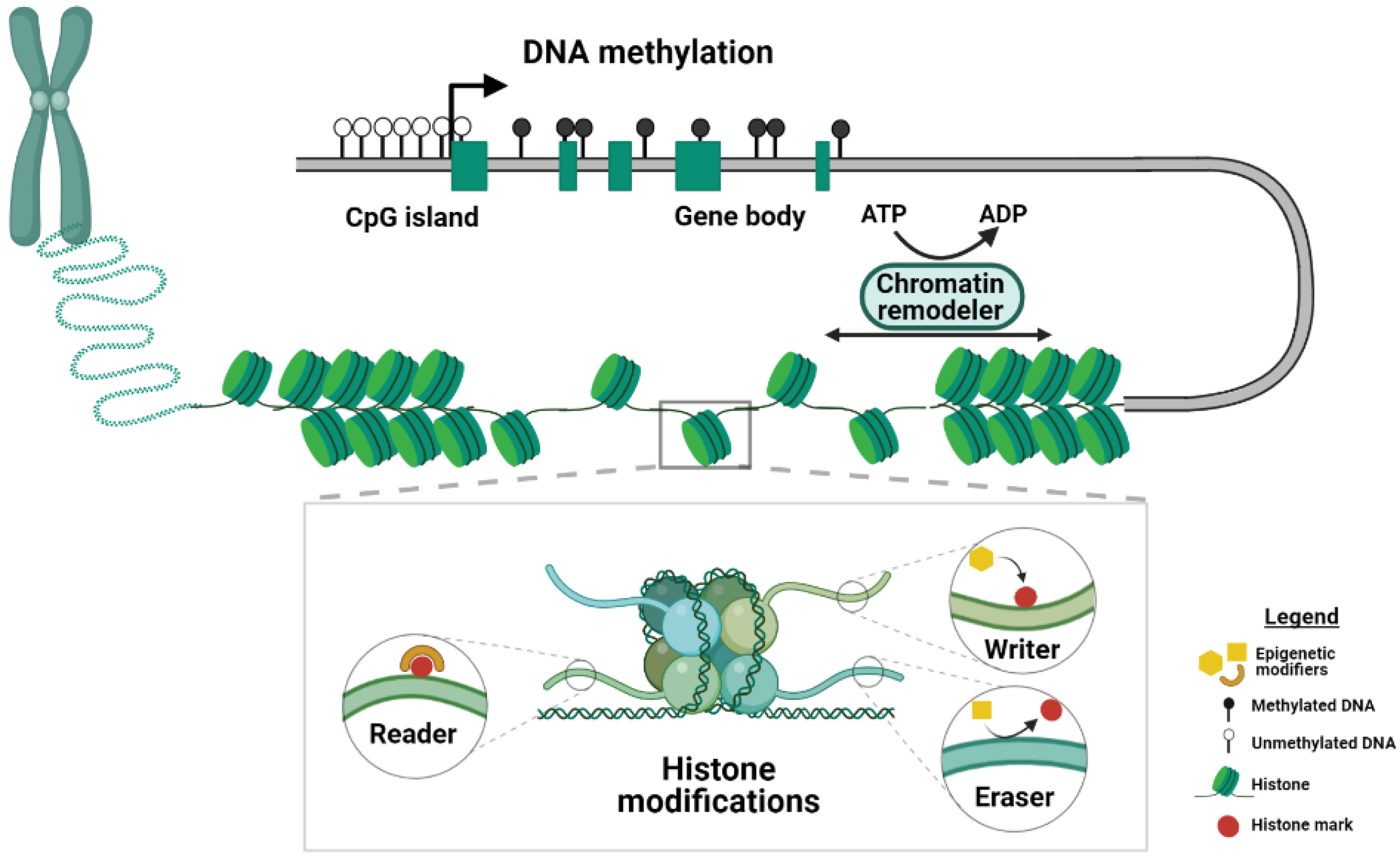 Transcription factors as readers and effectors of DNA methylation