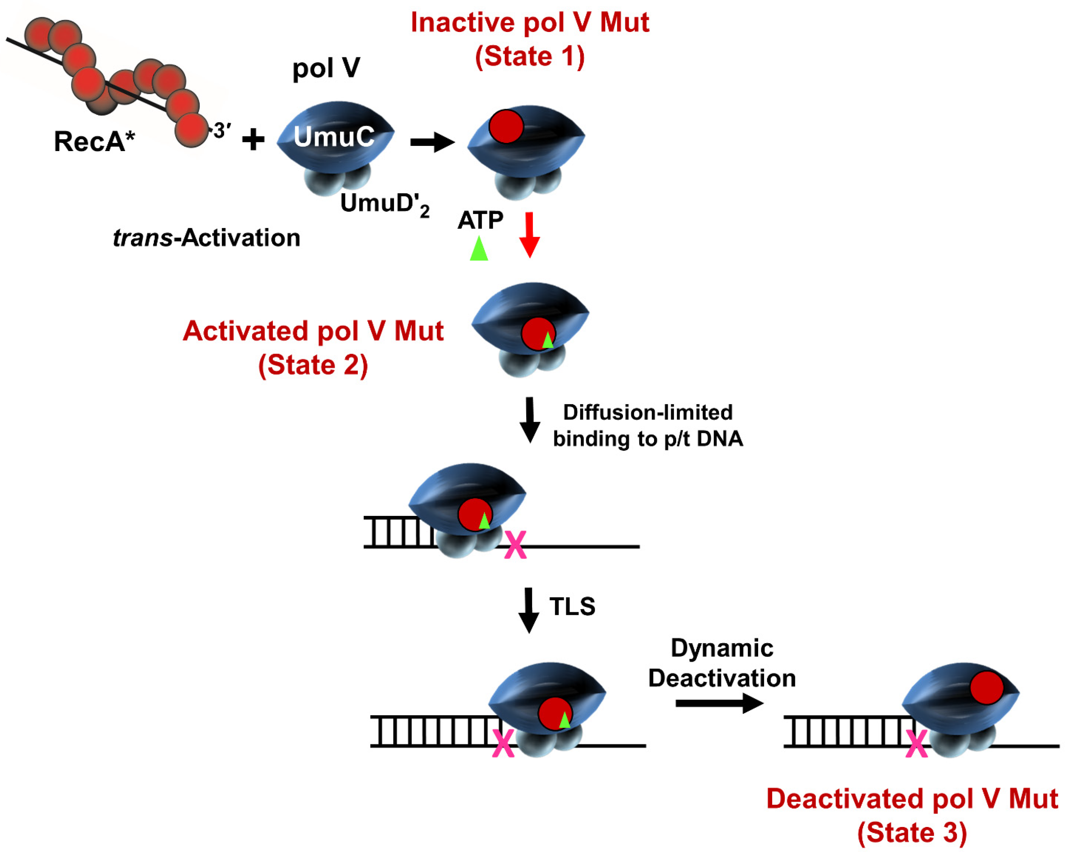 Cells | Free Full-Text | The SOS Error-Prone DNA Polymerase V Mutasome