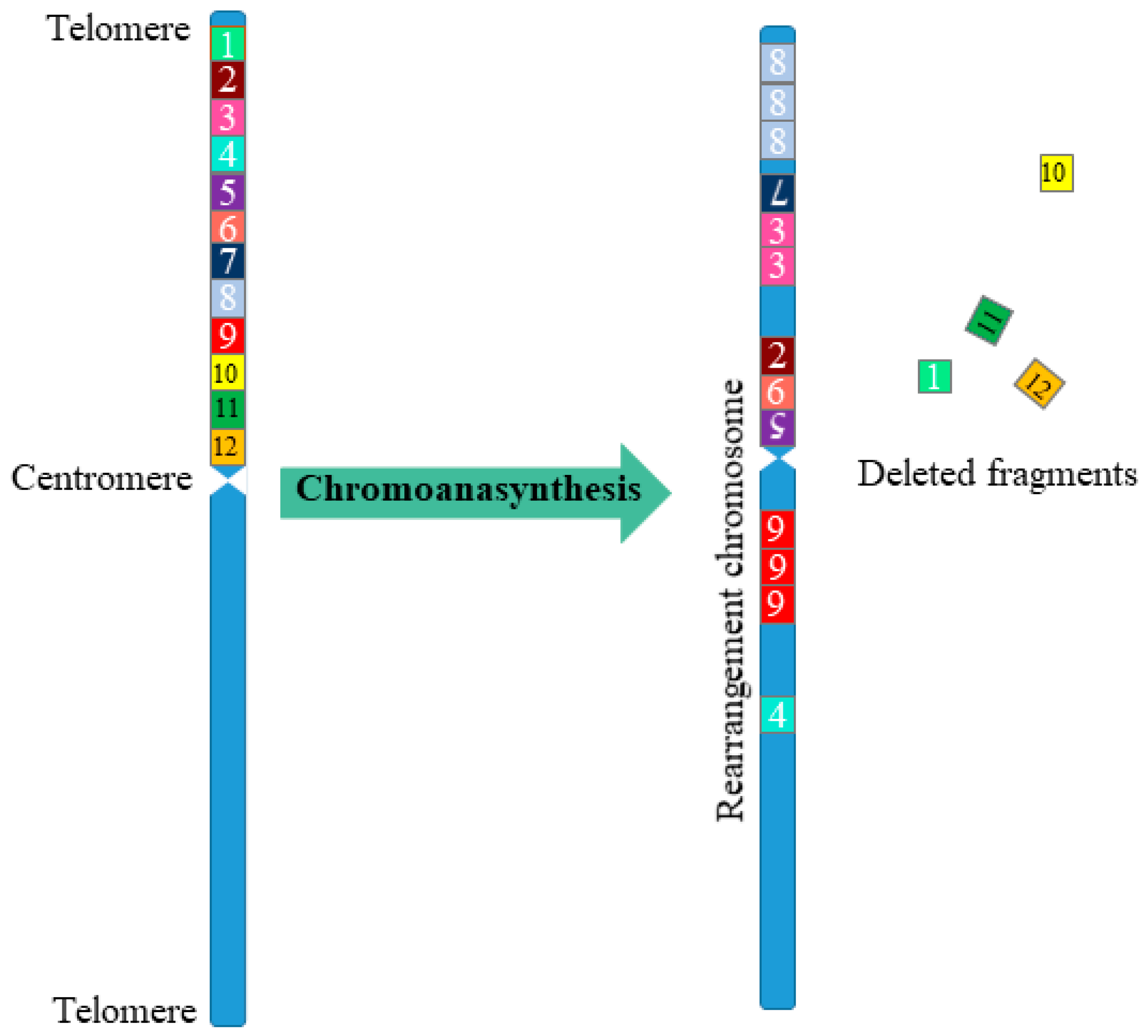 Cells | Free Full-Text | Chromothripsis—Explosion in Genetic Science