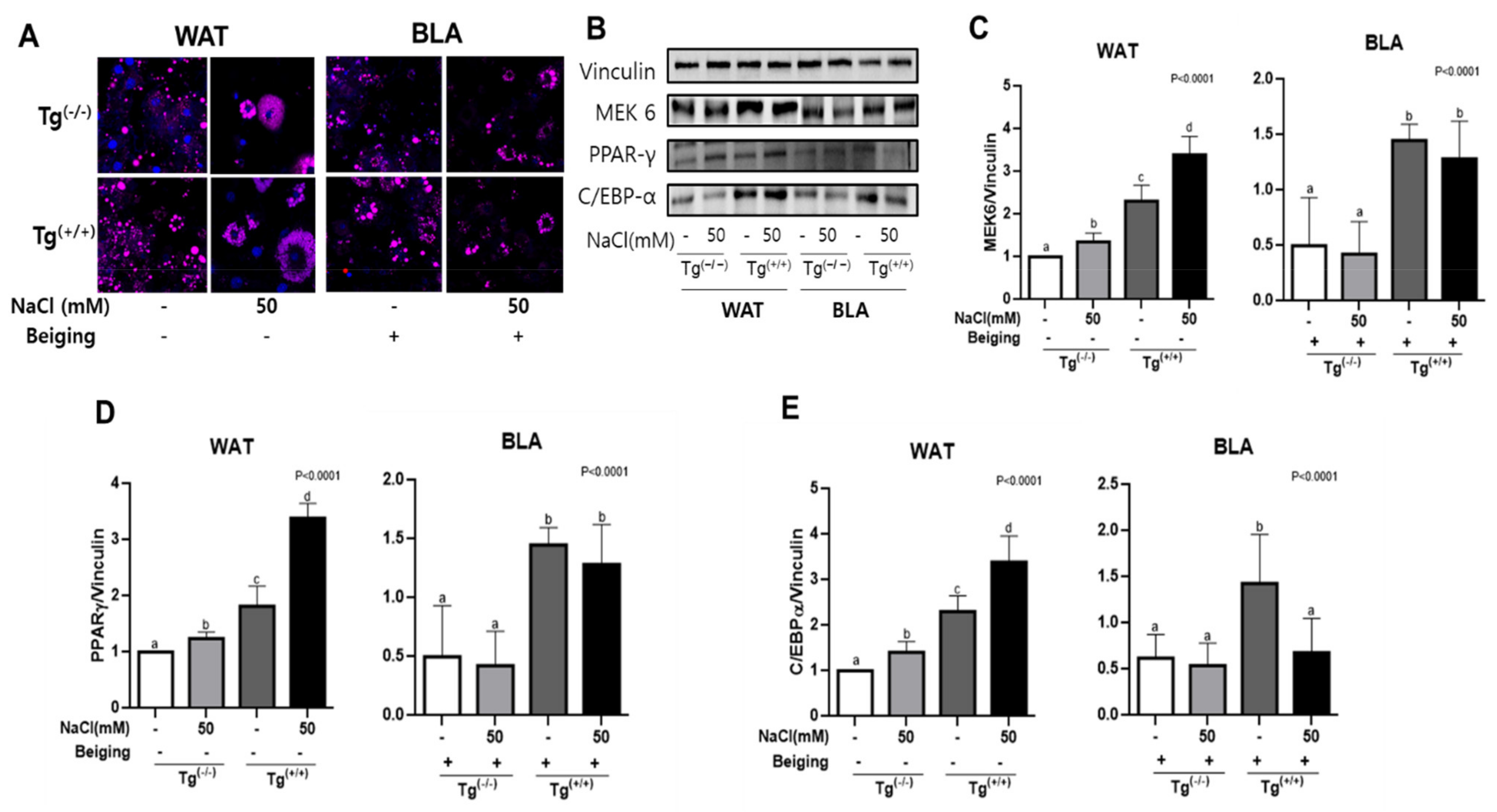 Cells 10 01106 g002 Cells 10 01106 g002