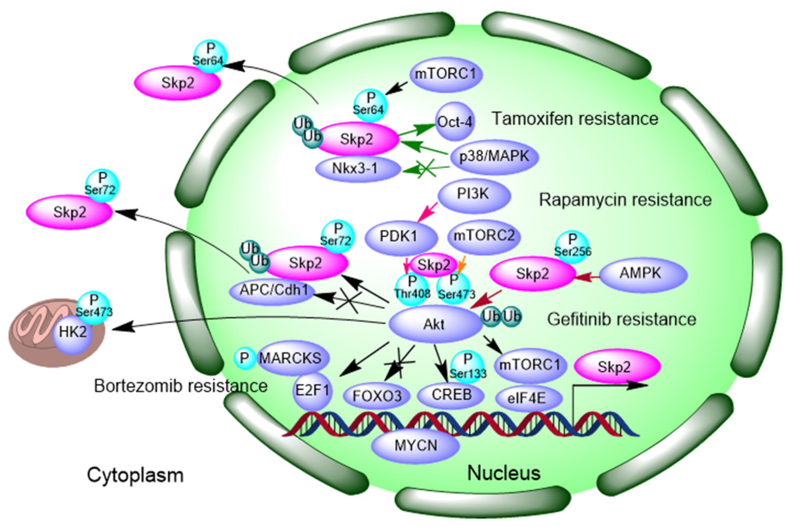 Cells Free Full Text Emerging Roles Of Skp2 In Cancer Drug Resistance Html