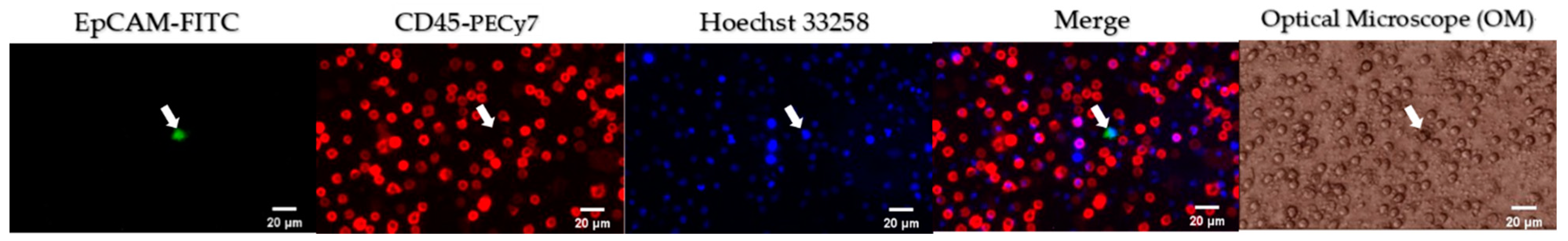 Cells 10 01149 g004 Cells 10 01149 g004