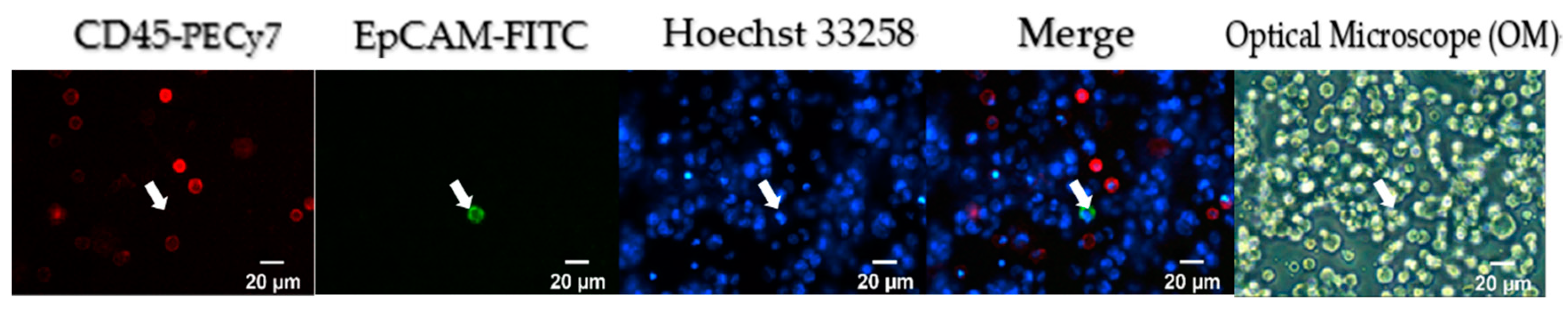 Cells 10 01149 g005 Cells 10 01149 g005