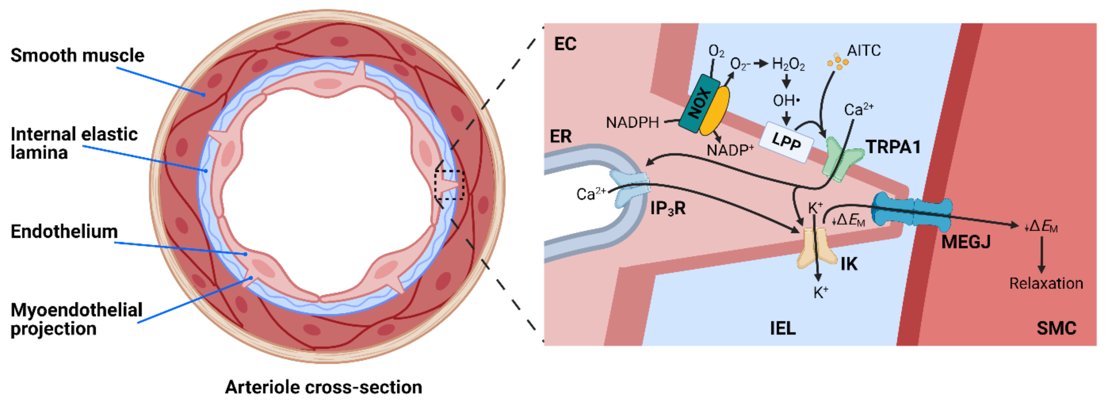 Cells 10 01167 g003 Cells 10 01167 g003