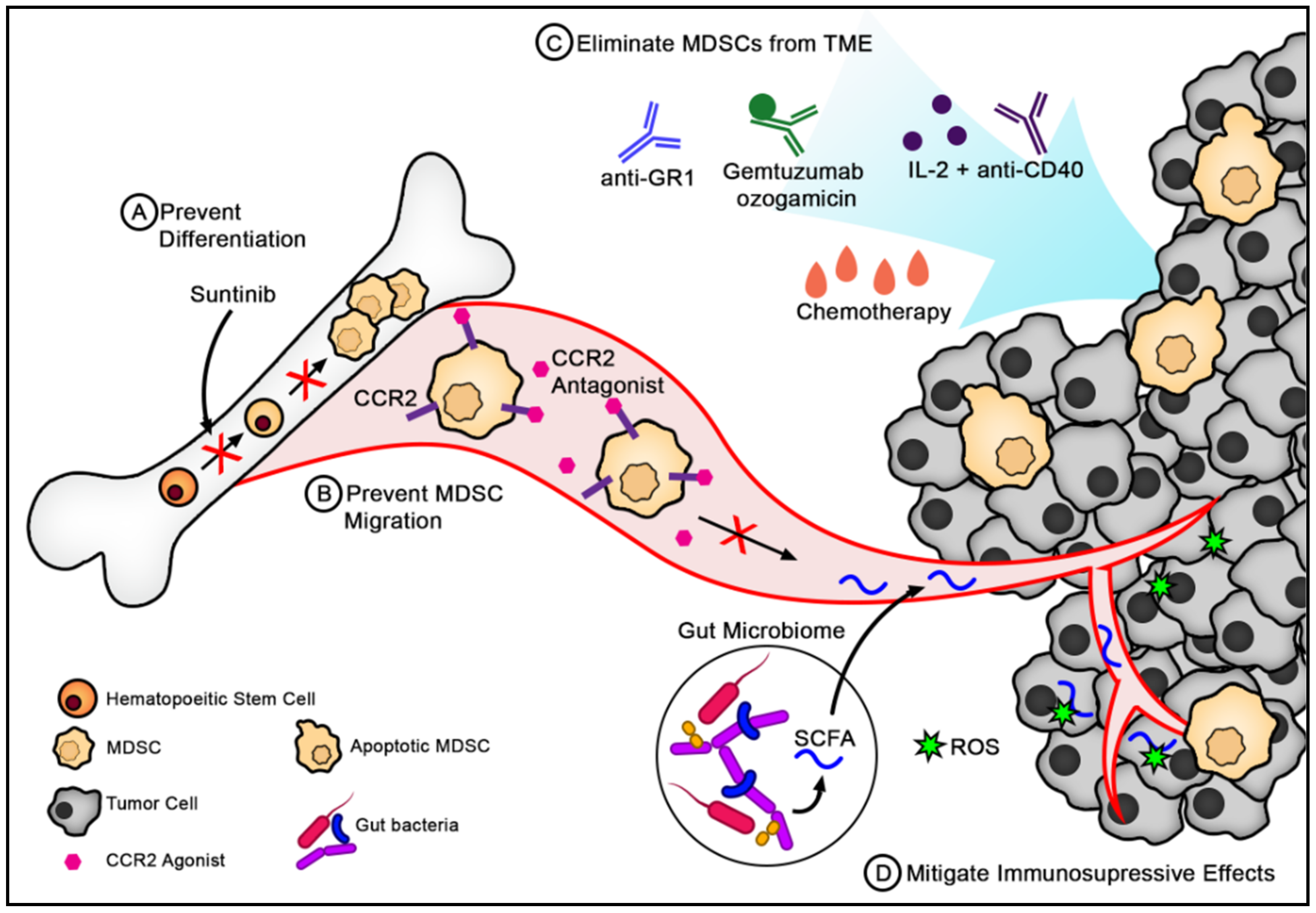 Polyamines from myeloid-derived suppressor cells promote Th17 polarization  and disease progression: Molecular Therapy