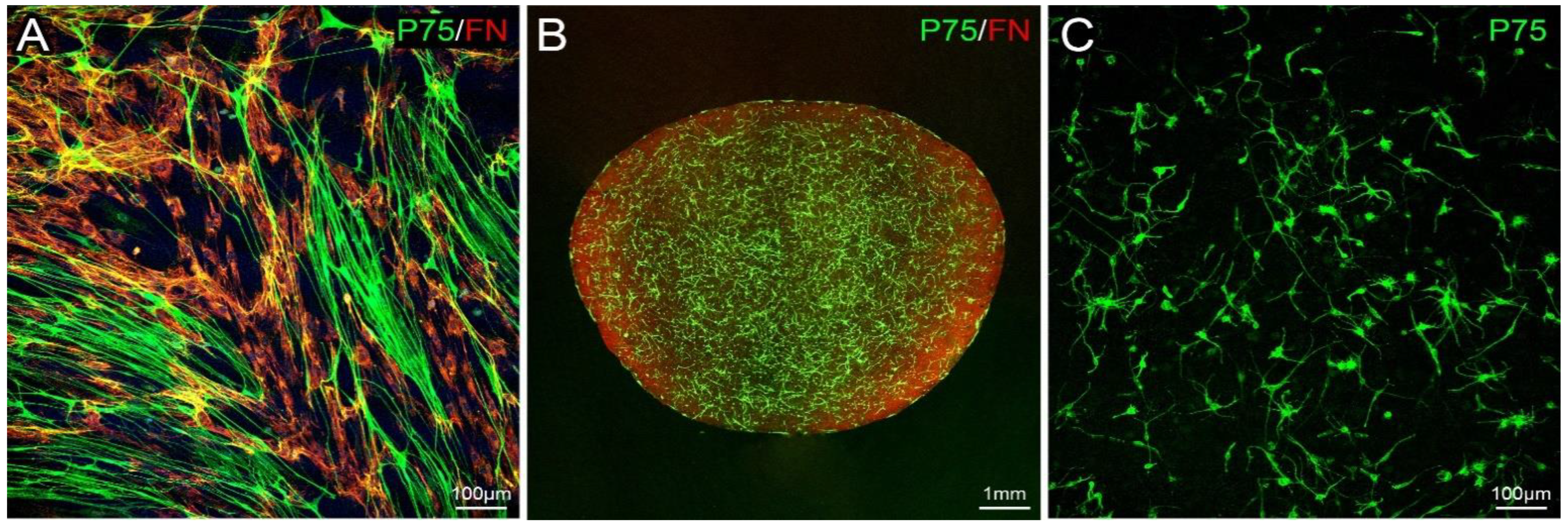 Cells 10 01186 g002 Cells 10 01186 g002