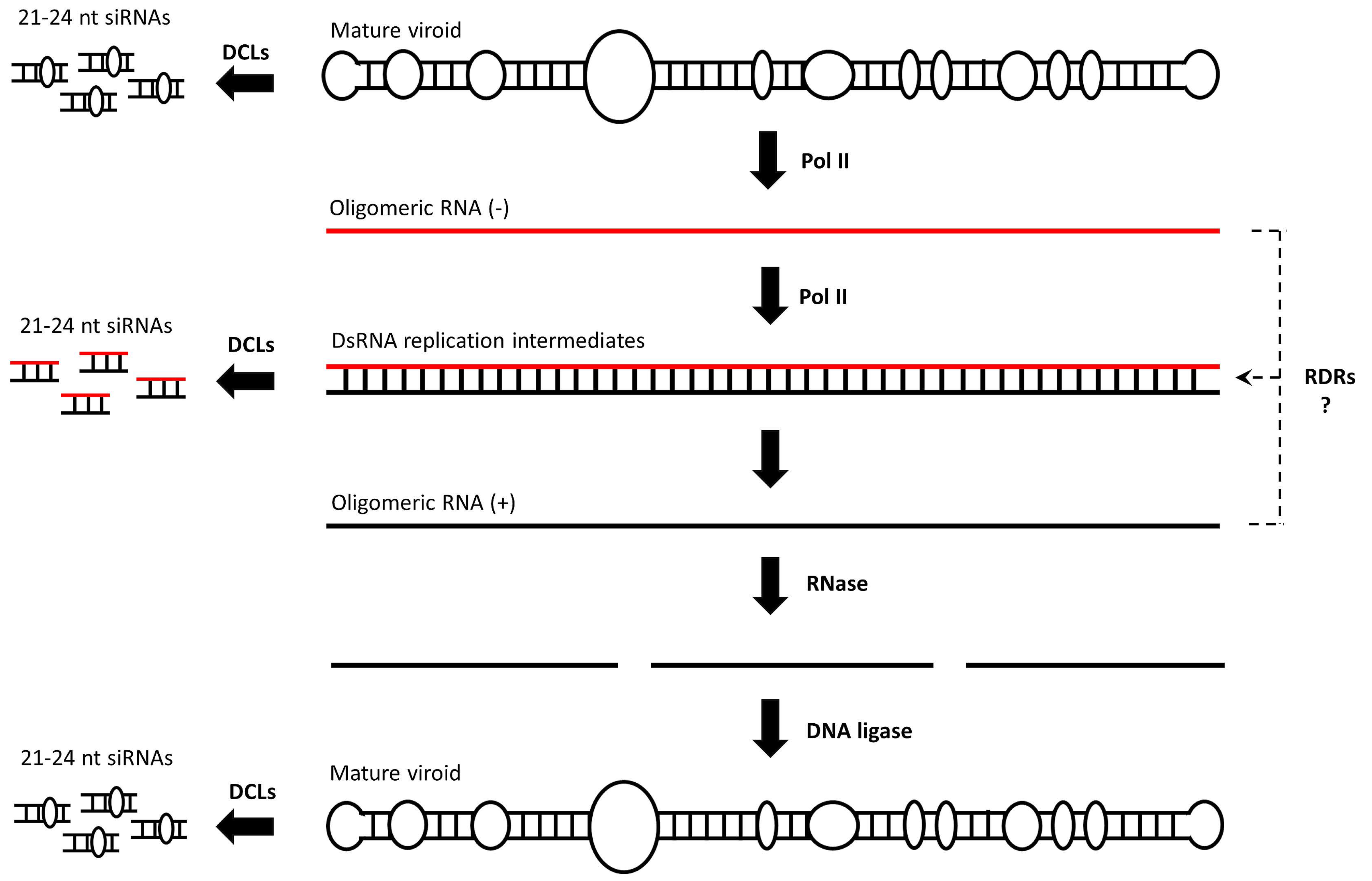 Cells | Free Full-Text | Viroids as a Tool to Study RNA-Directed DNA ...