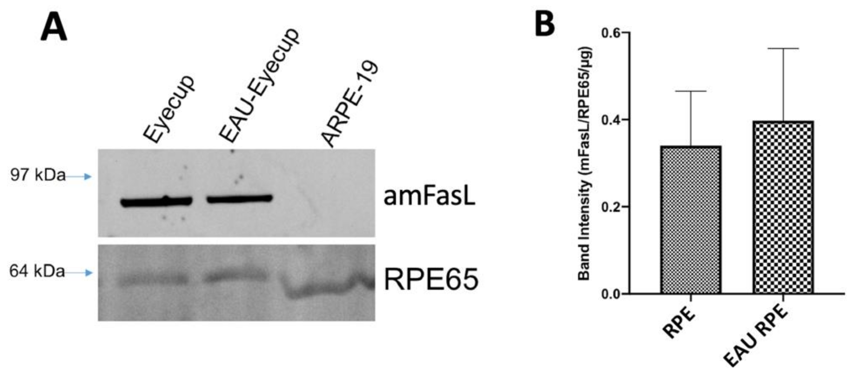 Cells 10 01193 g003 Cells 10 01193 g003