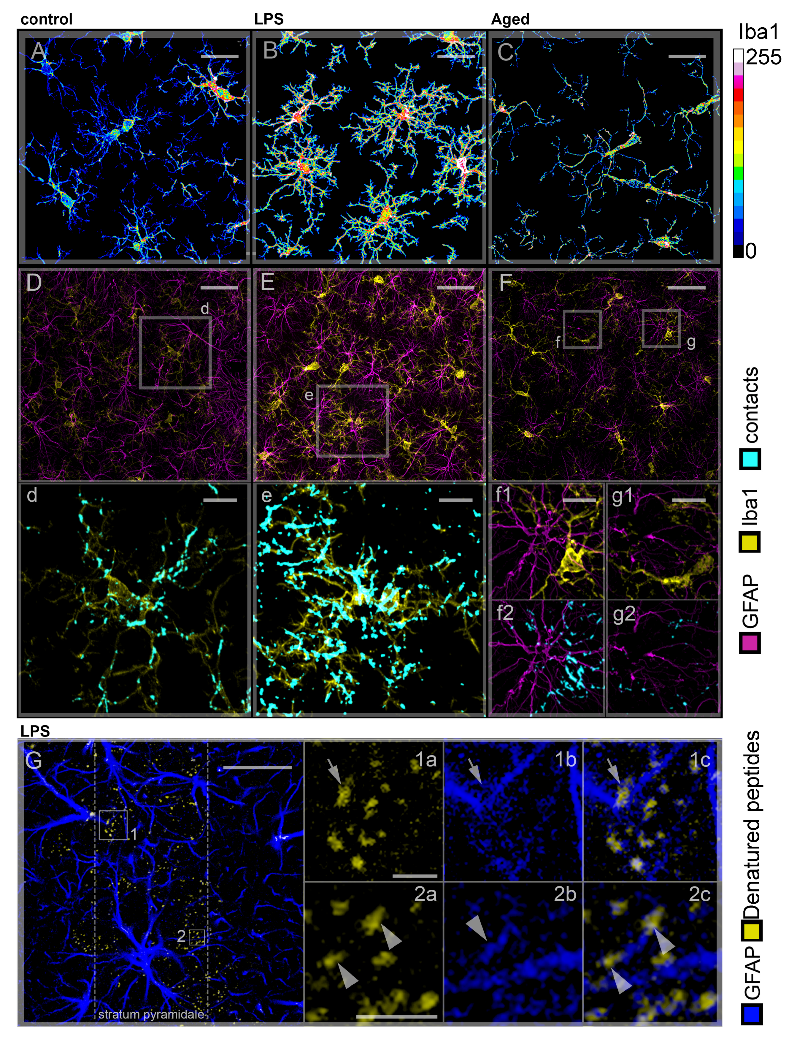Cells 10 01195 g001 Cells 10 01195 g001