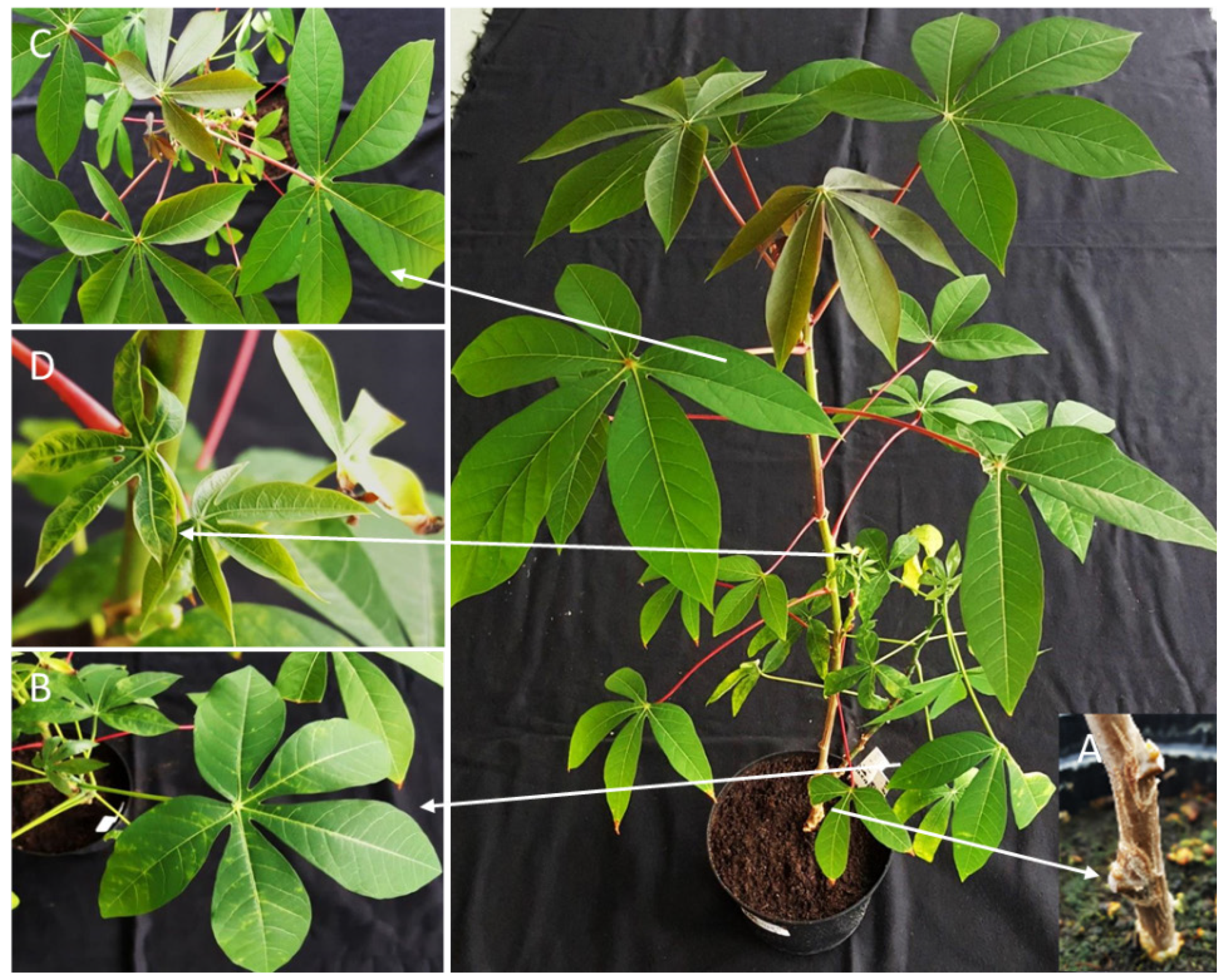 Cells 10 01221 g002 Cells 10 01221 g002