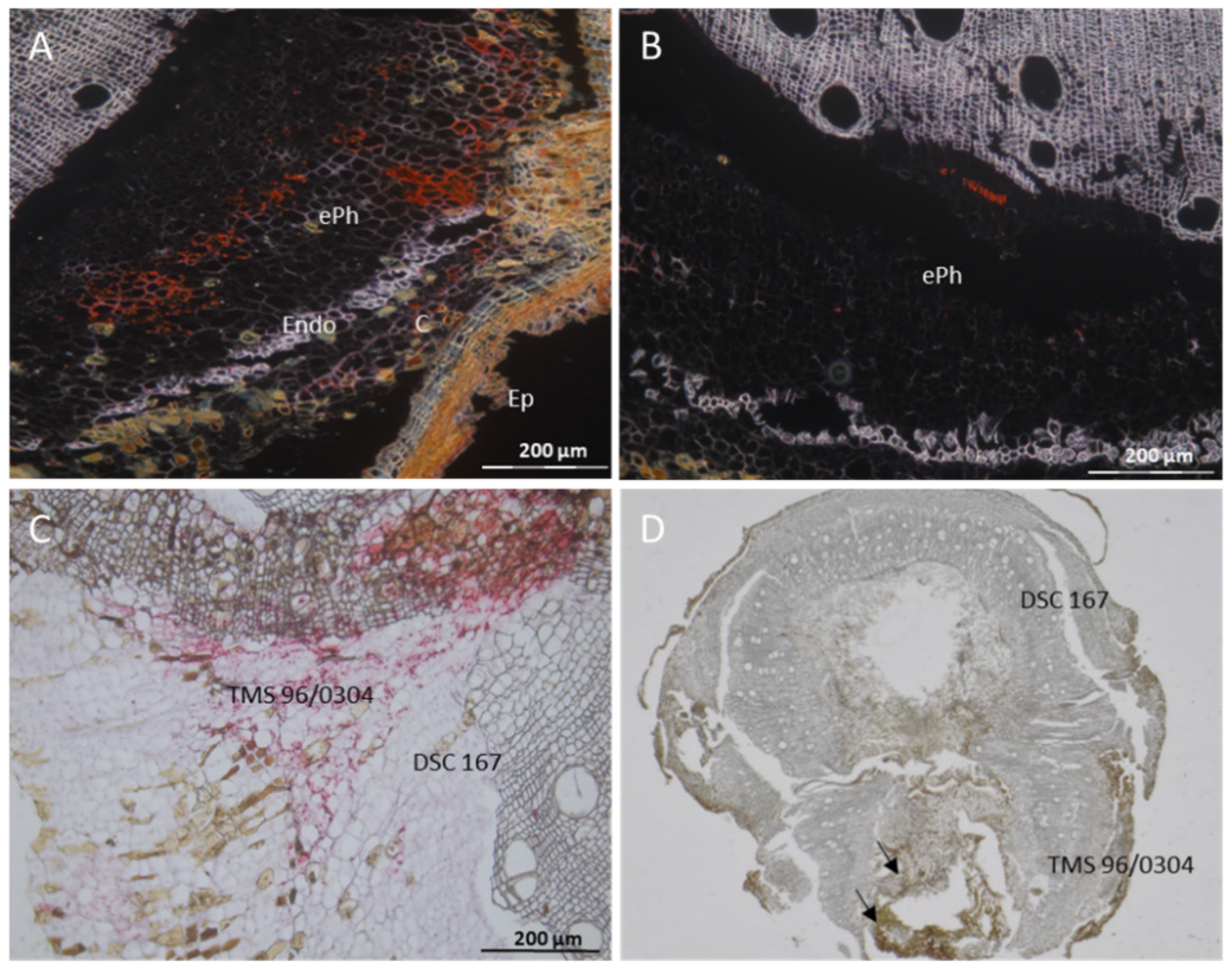 Cells 10 01221 g004 Cells 10 01221 g004