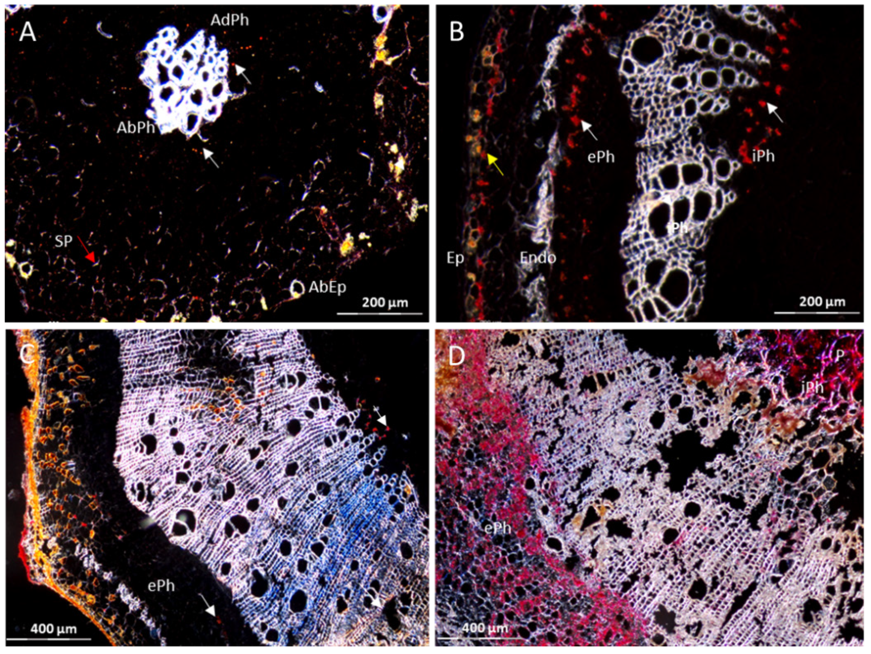 Cells 10 01221 g008 Cells 10 01221 g008