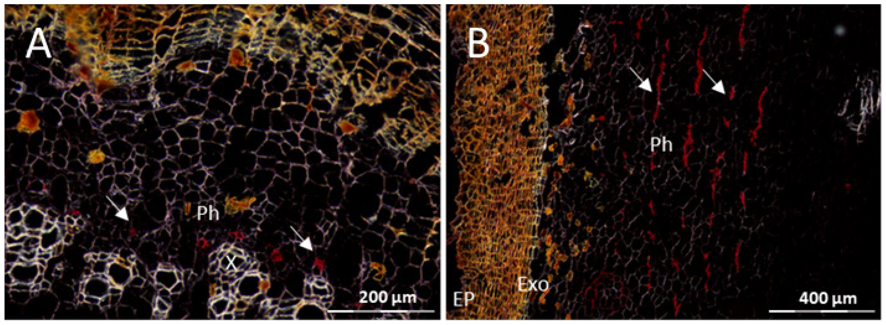 Cells 10 01221 g009 Cells 10 01221 g009