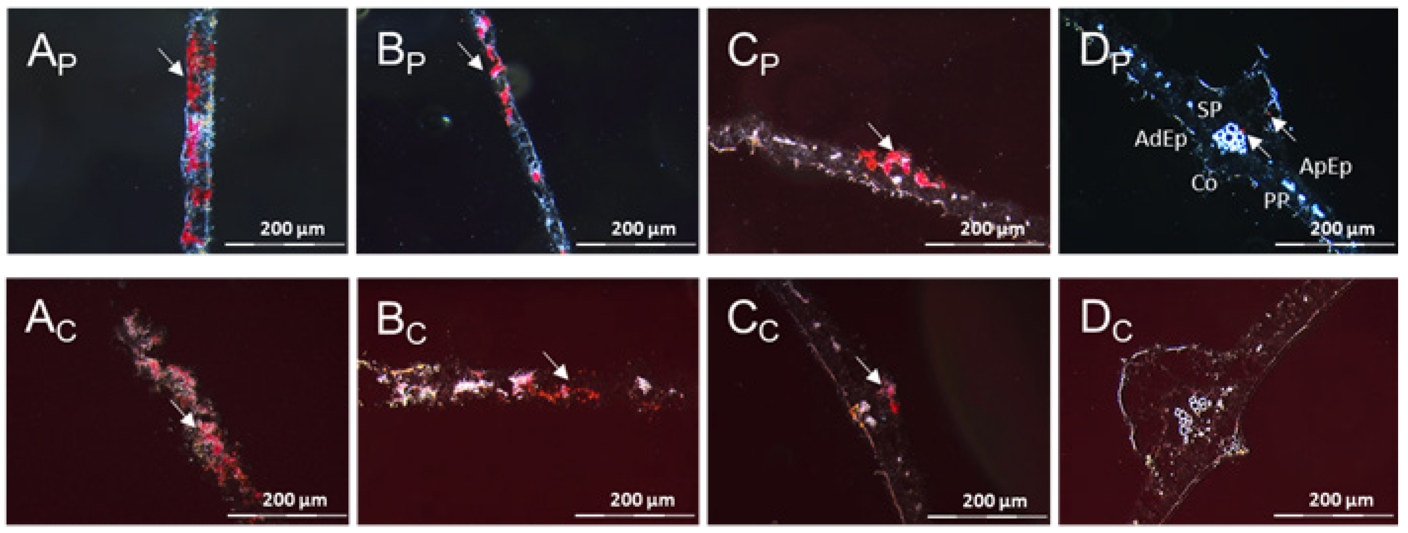 Cells 10 01221 g012 Cells 10 01221 g012