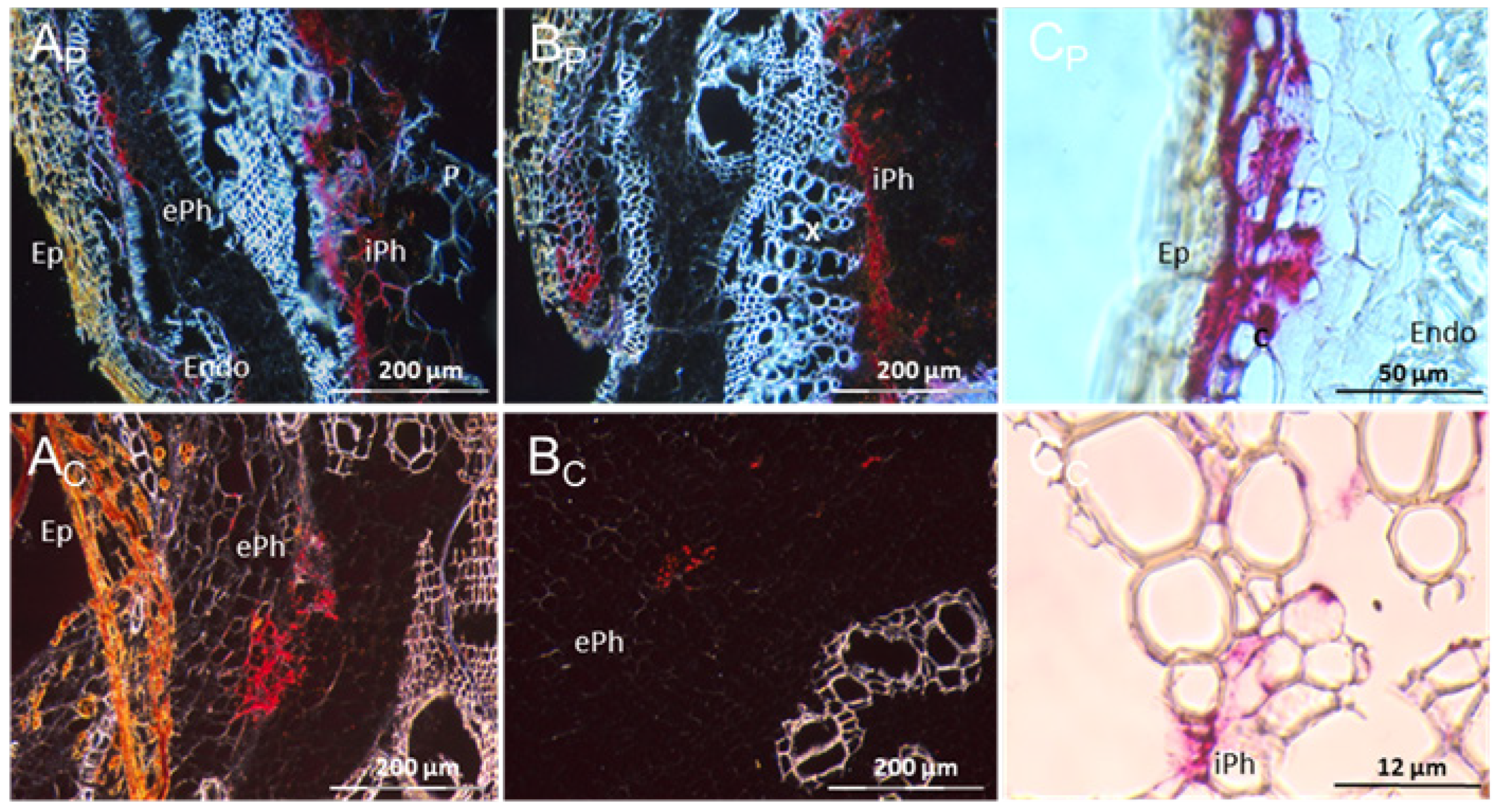 Cells 10 01221 g013 Cells 10 01221 g013