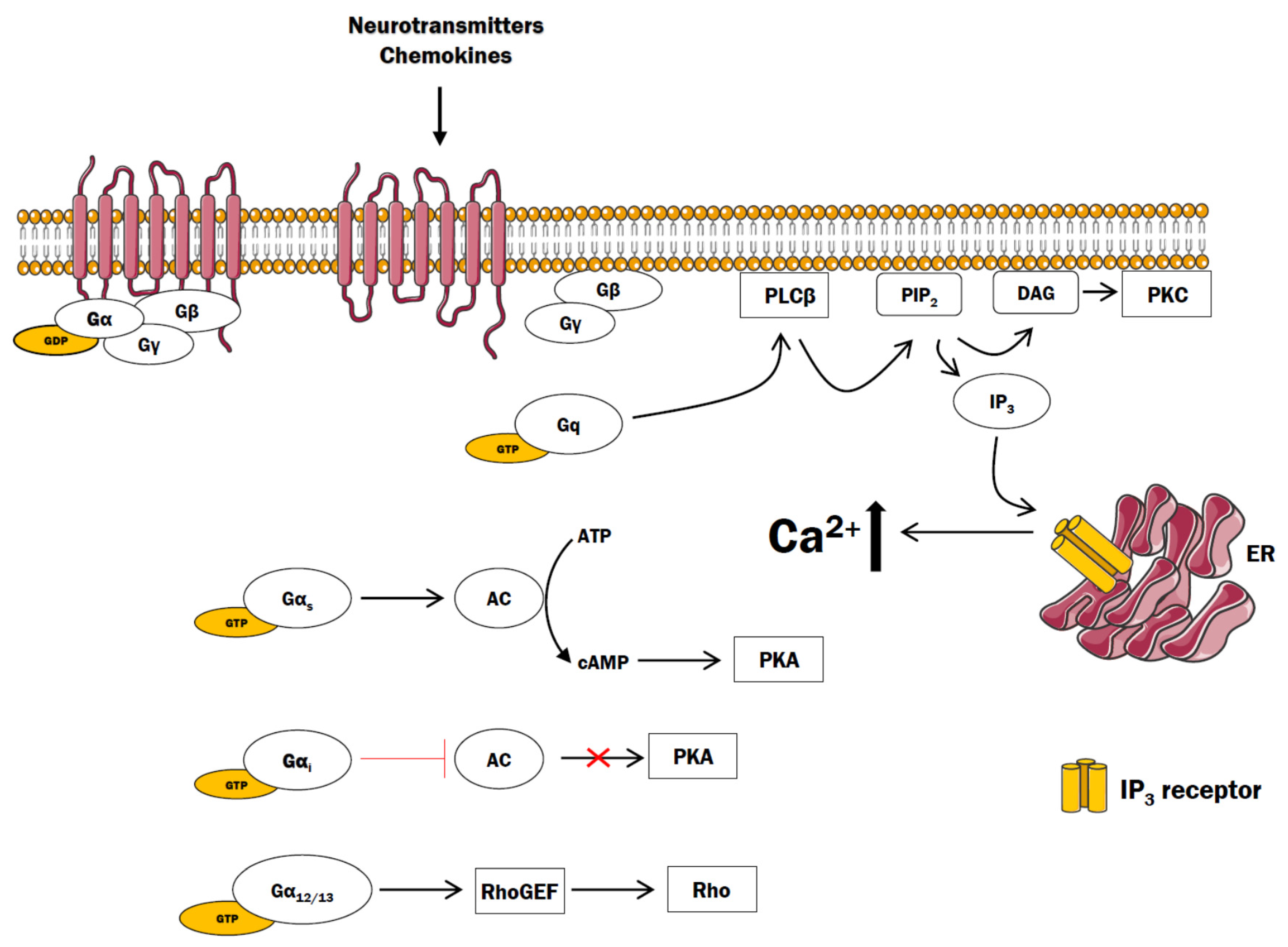 Cells | Free Full-Text | The Role of G Protein-Coupled Receptors (GPCRs)  and Calcium Signaling in Schizophrenia. Focus on GPCRs Activated by  Neurotransmitters and Chemokines