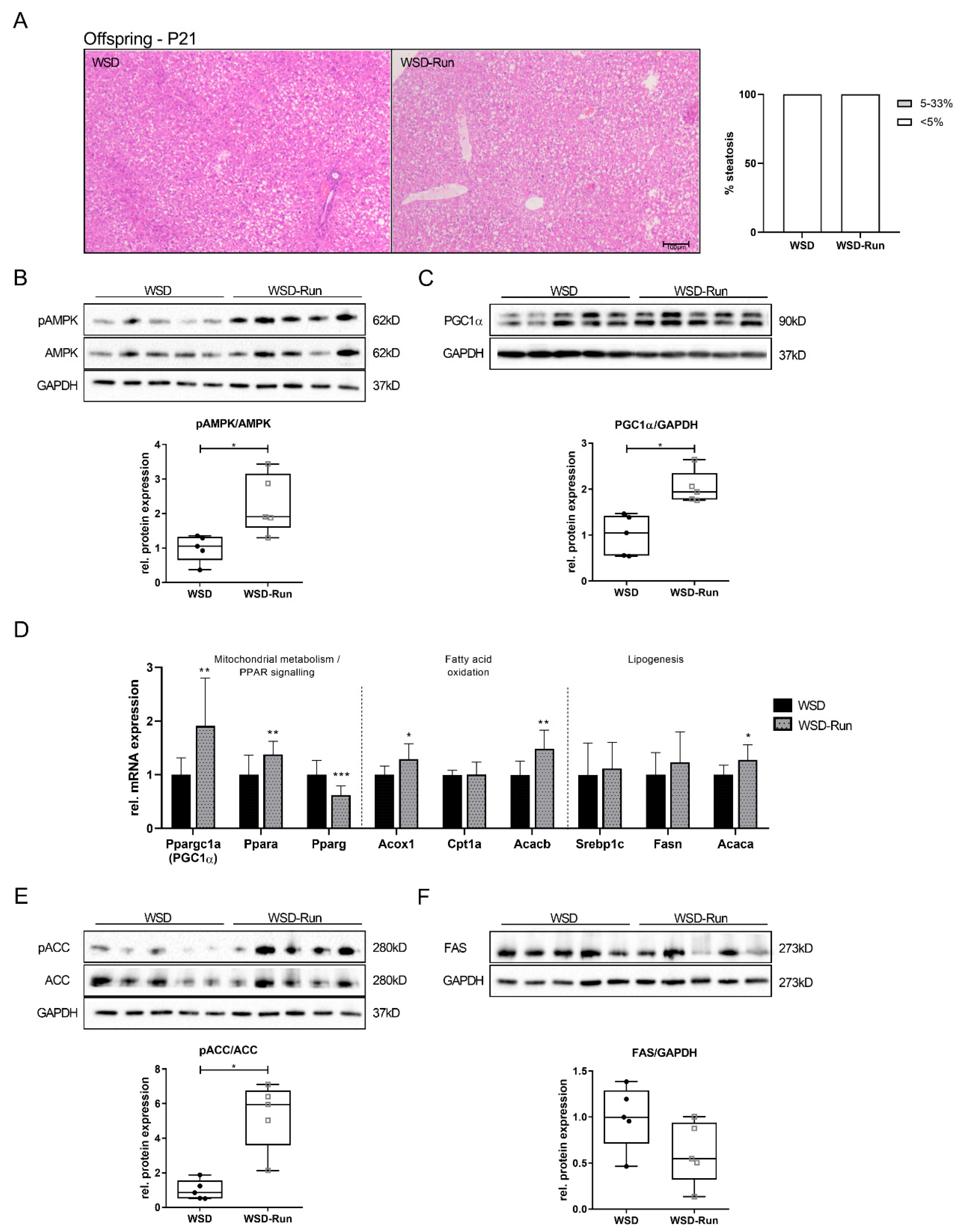 Cells 10 01247 g005 Cells 10 01247 g005