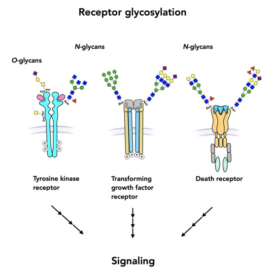 Gaseous signaling molecules and their receptors Background