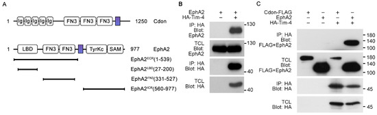 Cells | Free Full-Text | EphA2 Interacts with Tim-4 through Association  between Its FN3 Domain and the IgV Domain of Tim-4