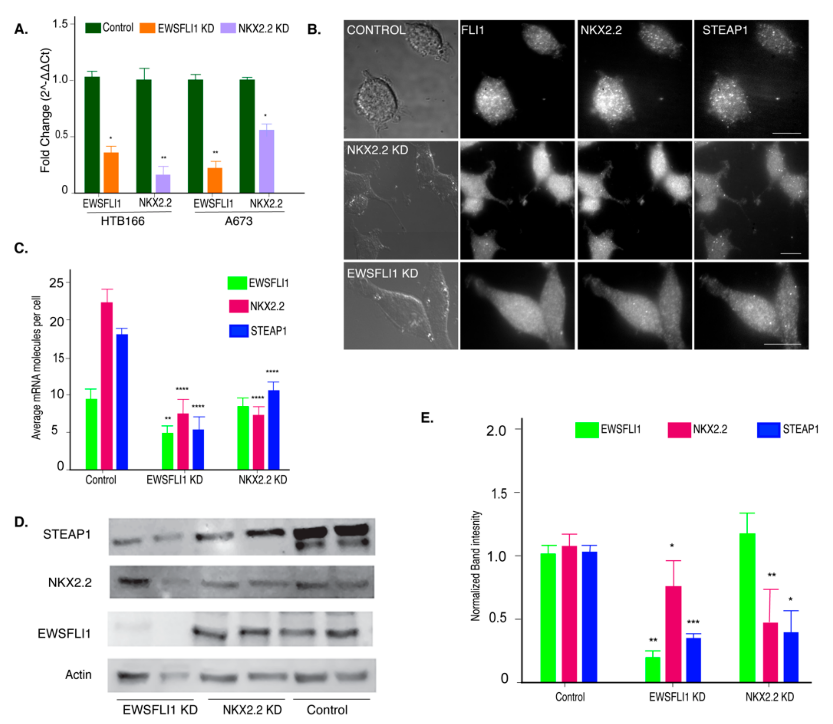 Cells 10 01300 g004 Cells 10 01300 g004