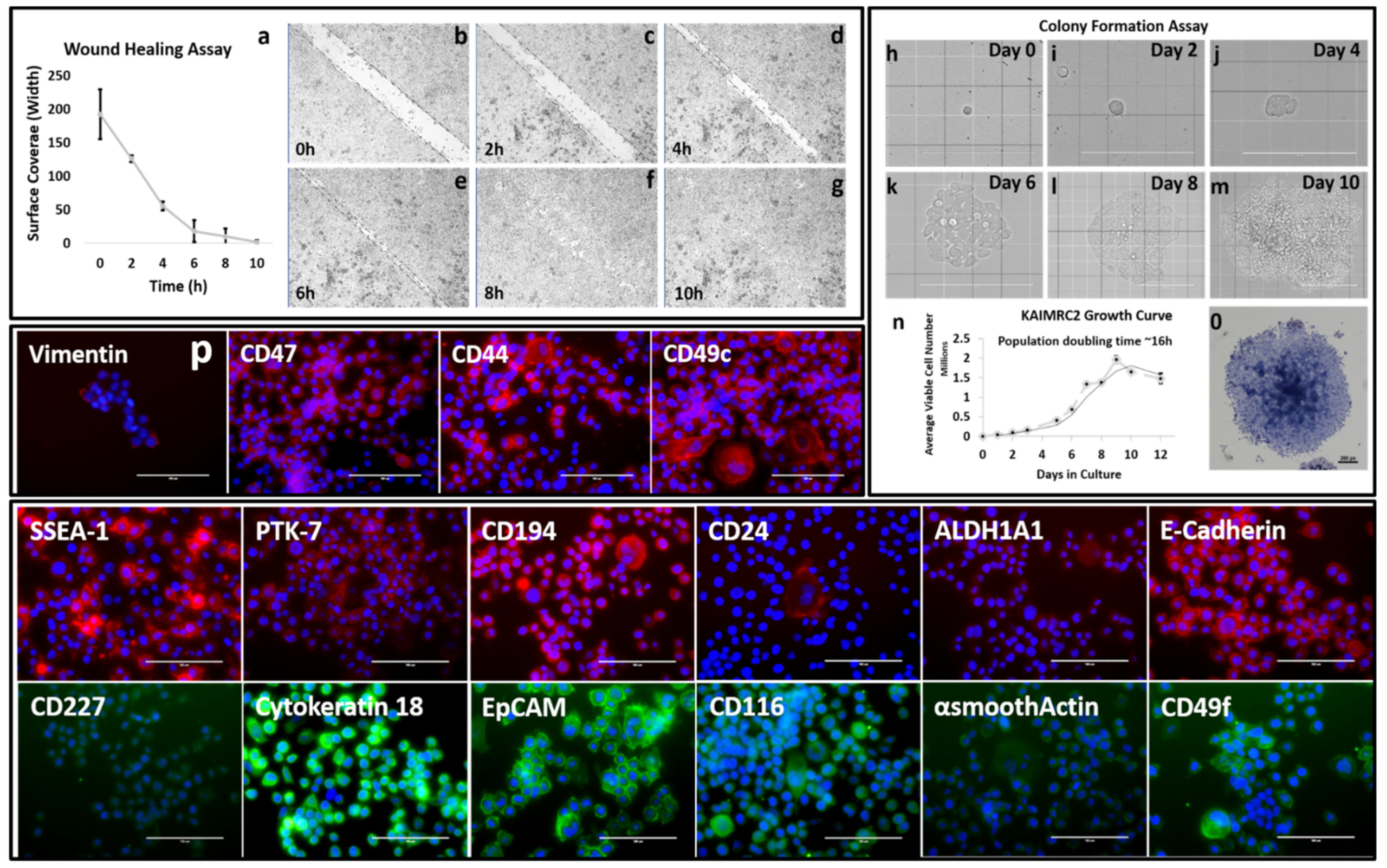 Cells 10 01303 g002 Cells 10 01303 g002