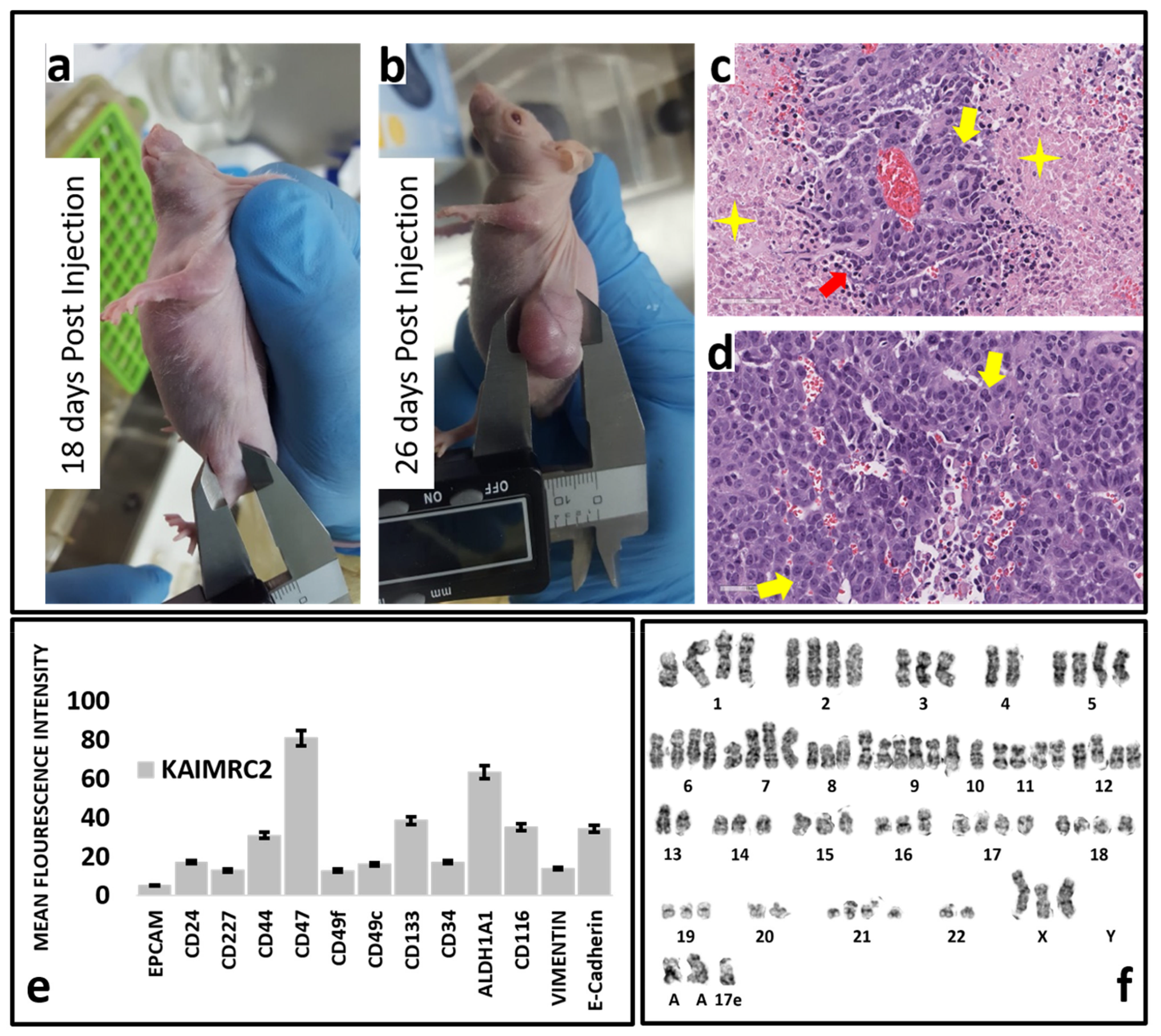 Cells 10 01303 g006 Cells 10 01303 g006