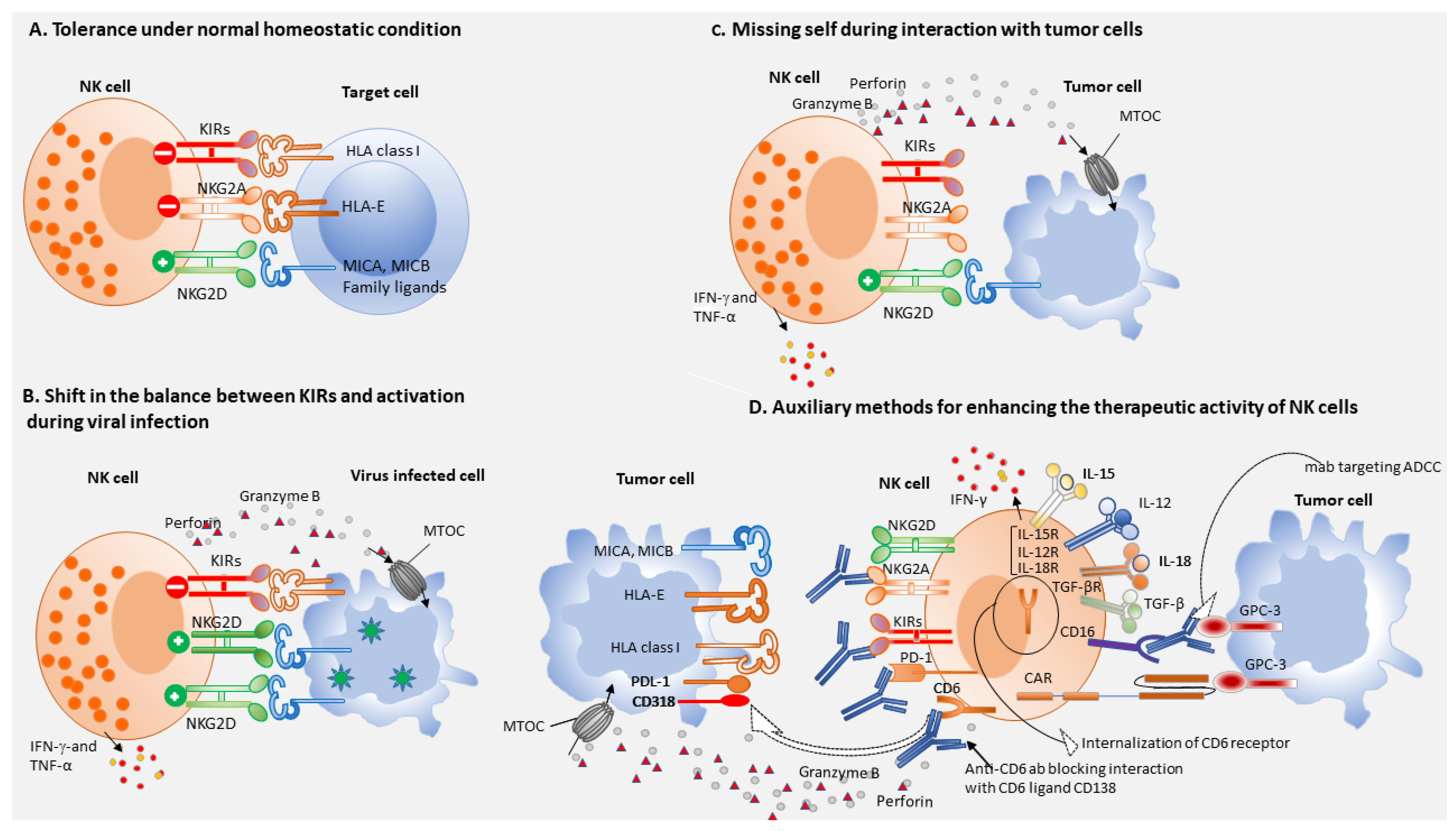 Cells | Free Full-Text | Natural Killer Cells and T Cells in Hepatocellular  Carcinoma and Viral Hepatitis: Current Status and Perspectives for Future  Immunotherapeutic Approaches