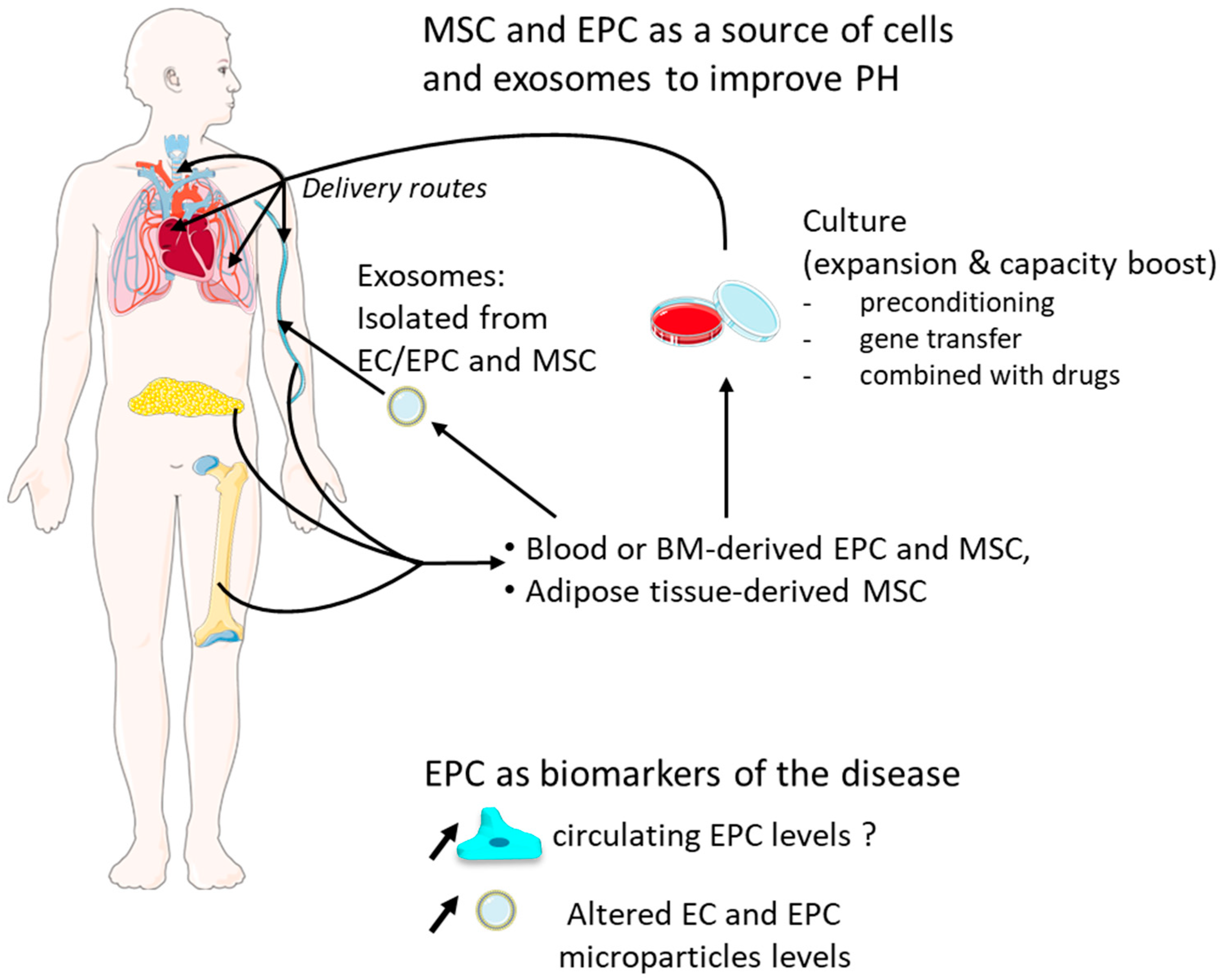 Cells | Free Full-Text | Progenitor/Stem Cells in Vascular Remodeling  during Pulmonary Arterial Hypertension | HTML