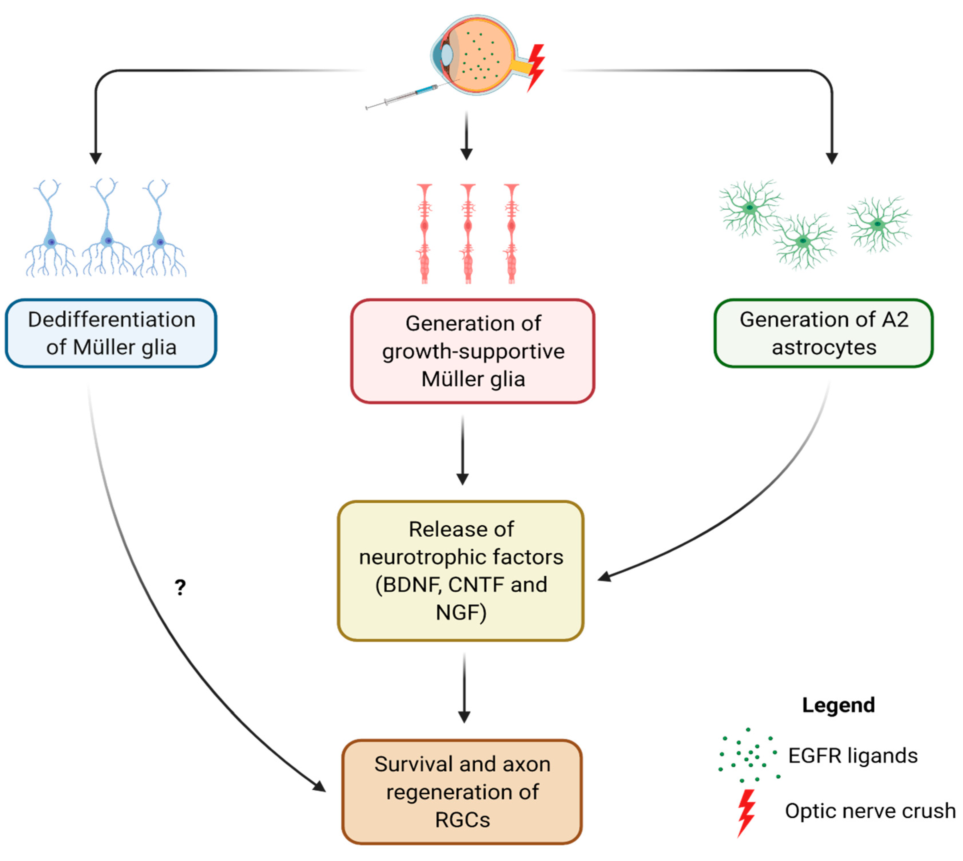 Cells 10 01339 g002 Cells 10 01339 g002