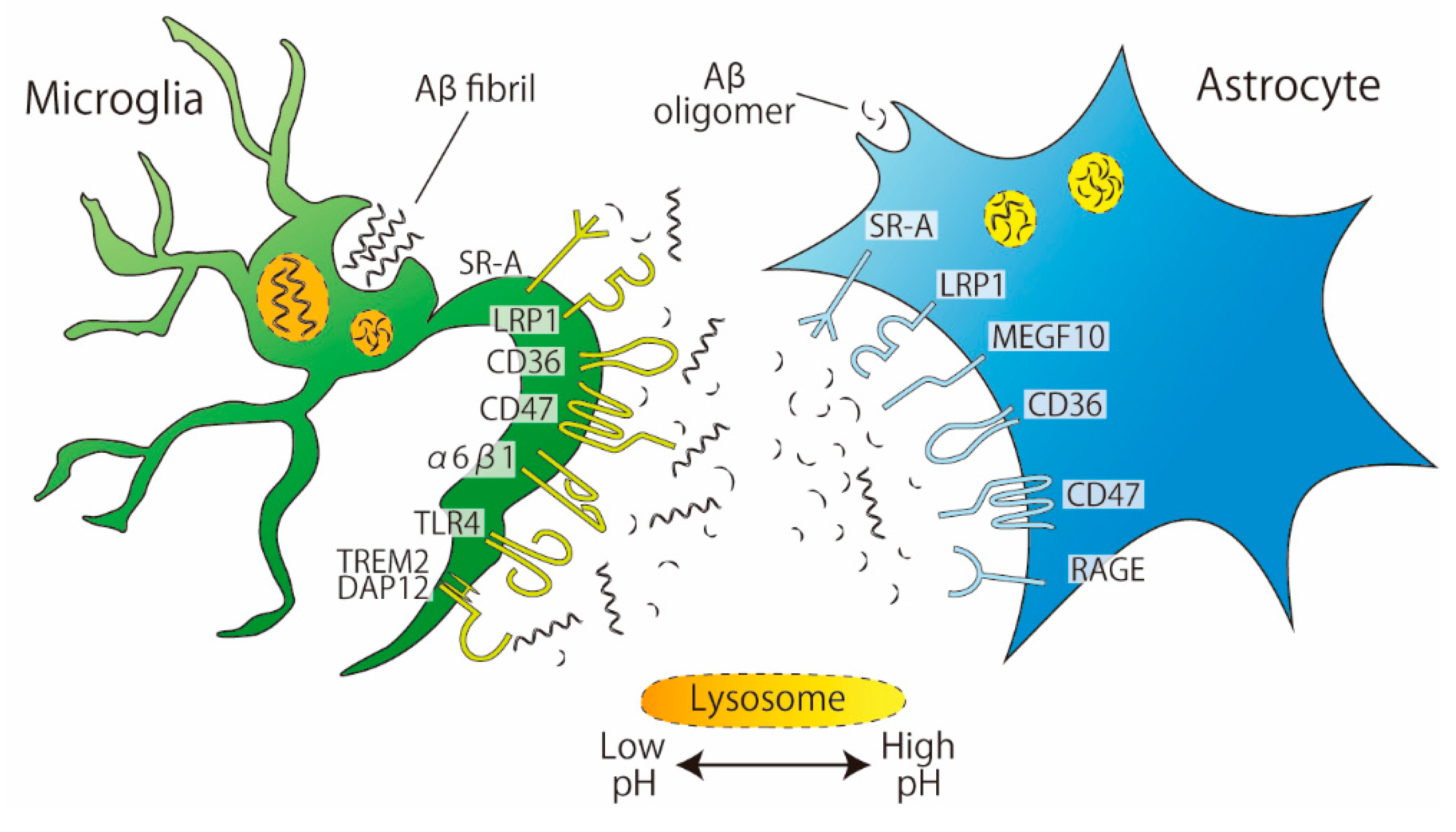 Cells 10 01348 g002 Cells 10 01348 g002