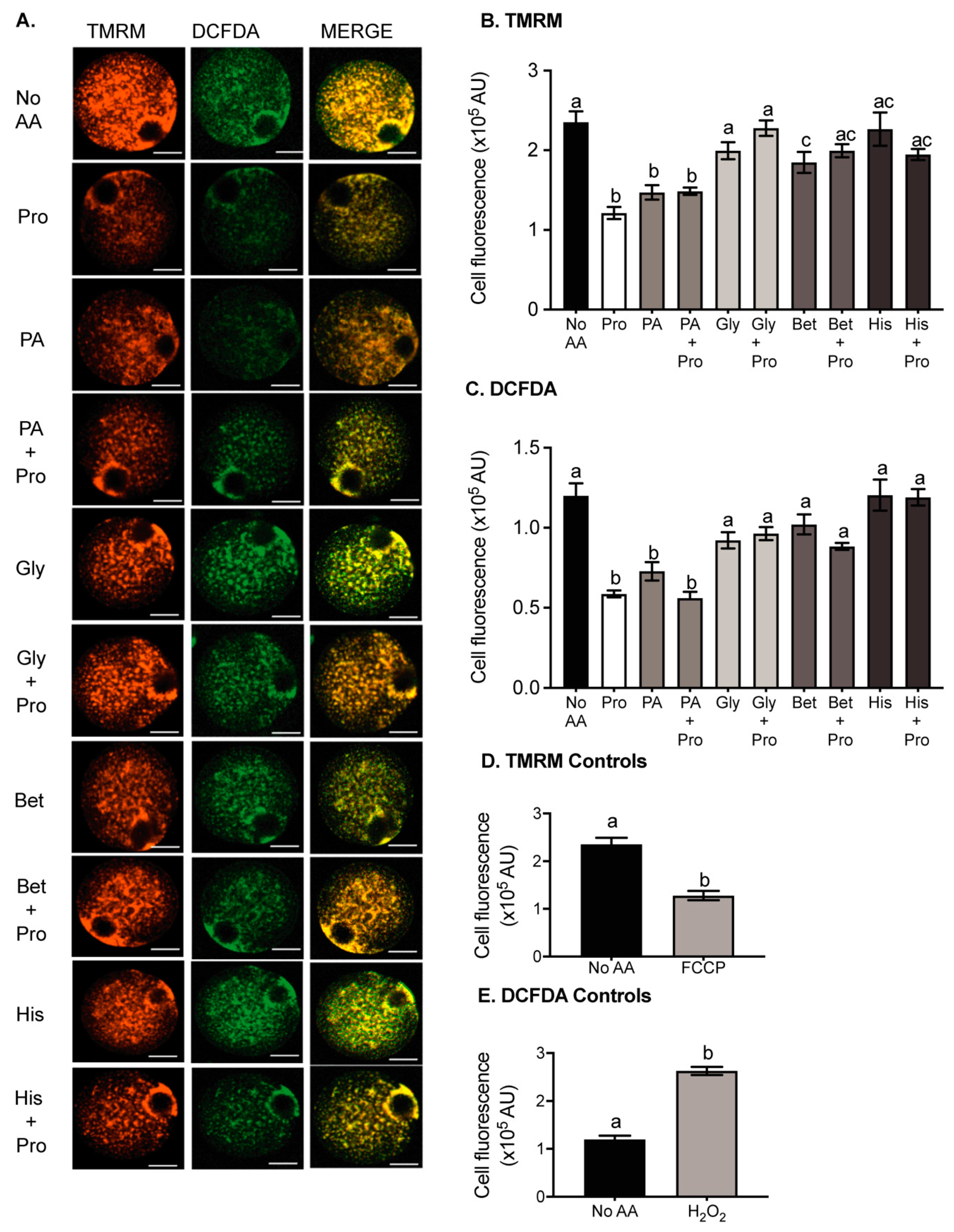 Cells 10 01352 g004 Cells 10 01352 g004