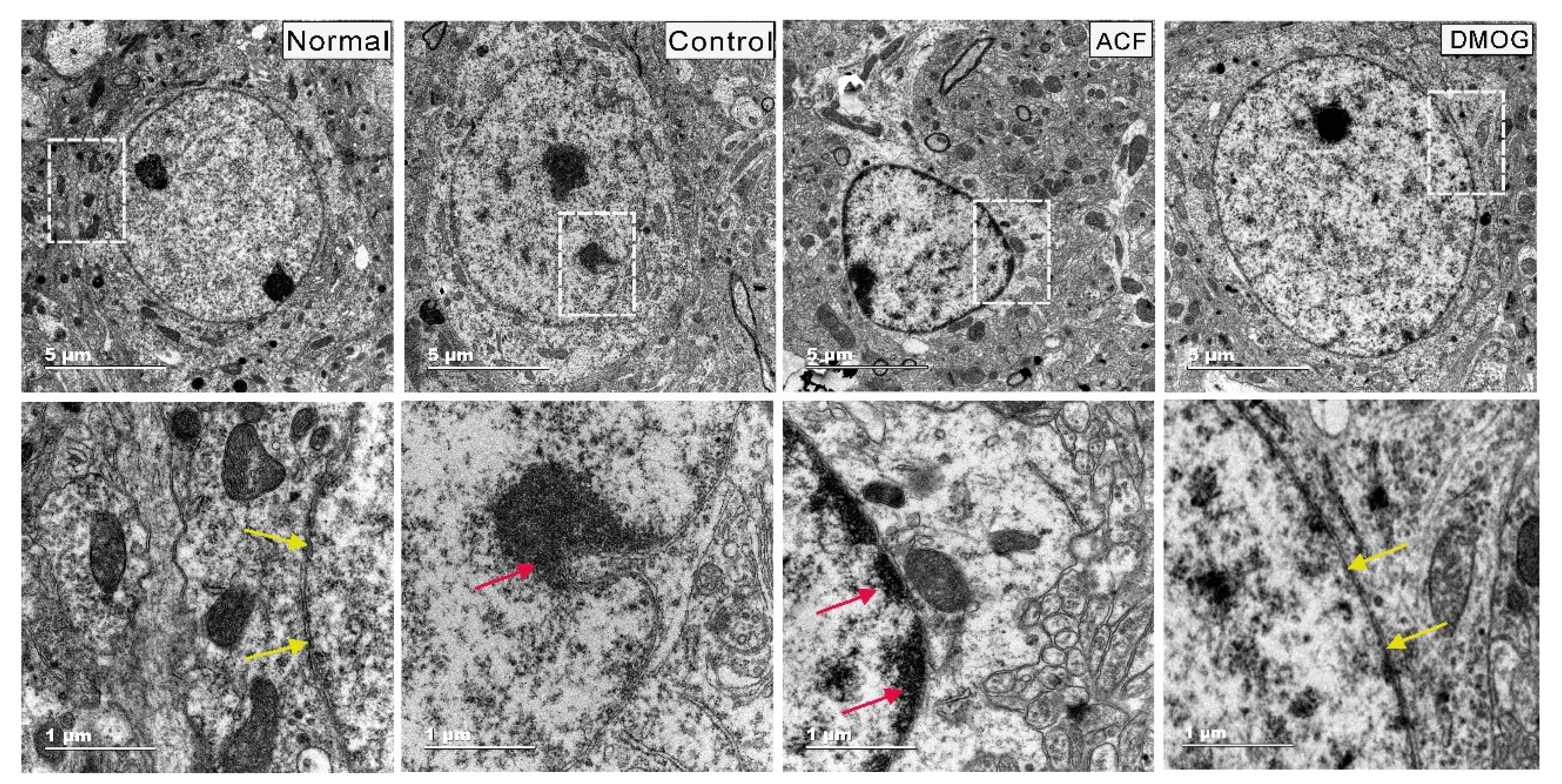 Cells 10 01359 g006 Cells 10 01359 g006