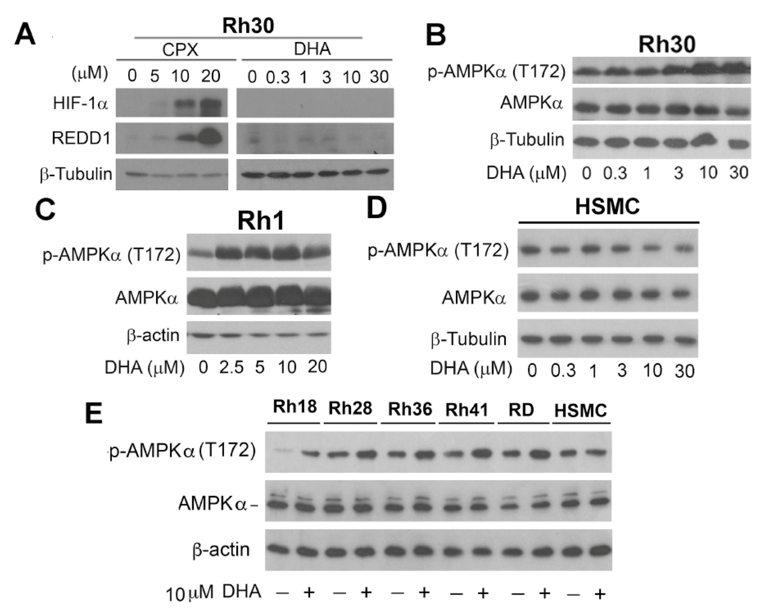 Cells 10 01363 g006 Cells 10 01363 g006