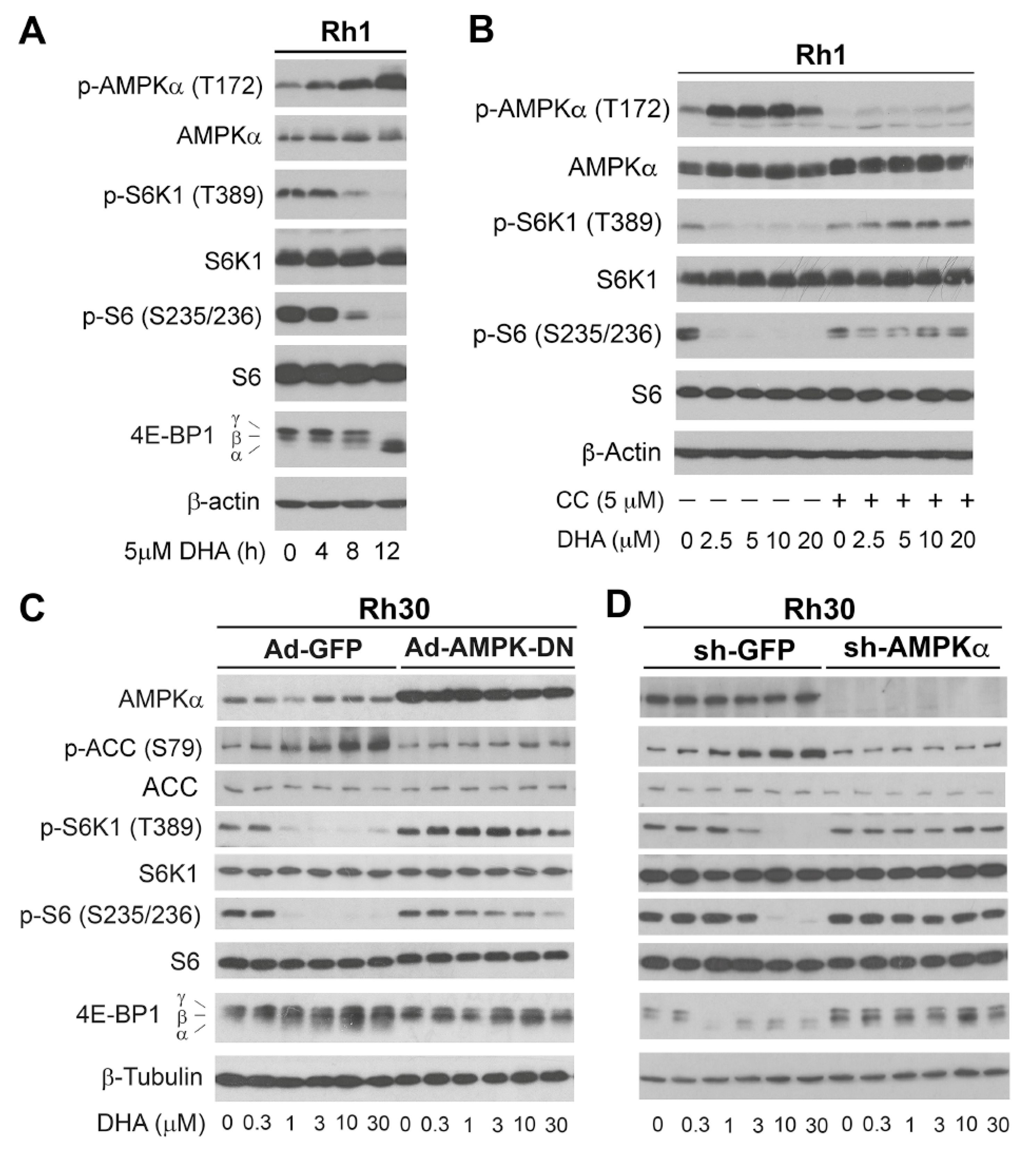 Cells 10 01363 g007 Cells 10 01363 g007