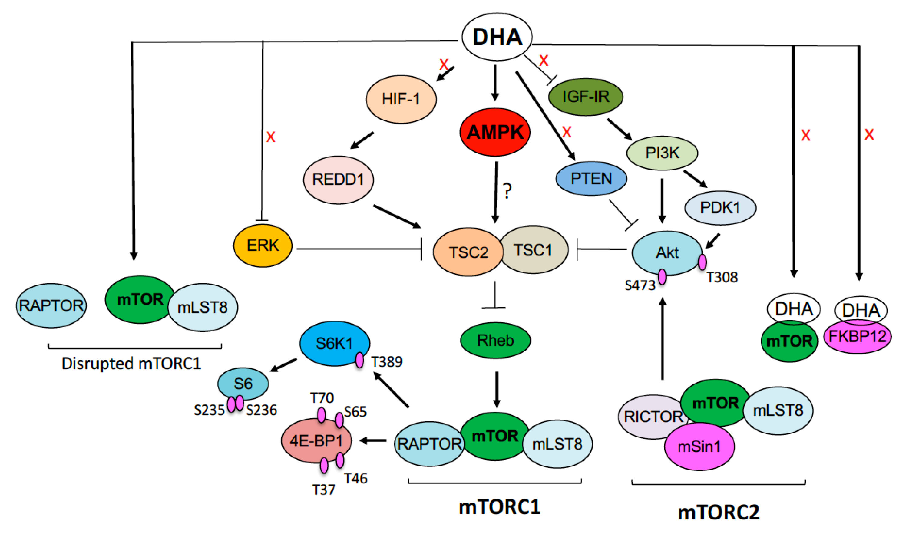 Cells | Free Full-Text | Dihydroartemisinin Inhibits mTORC1 Signaling ...