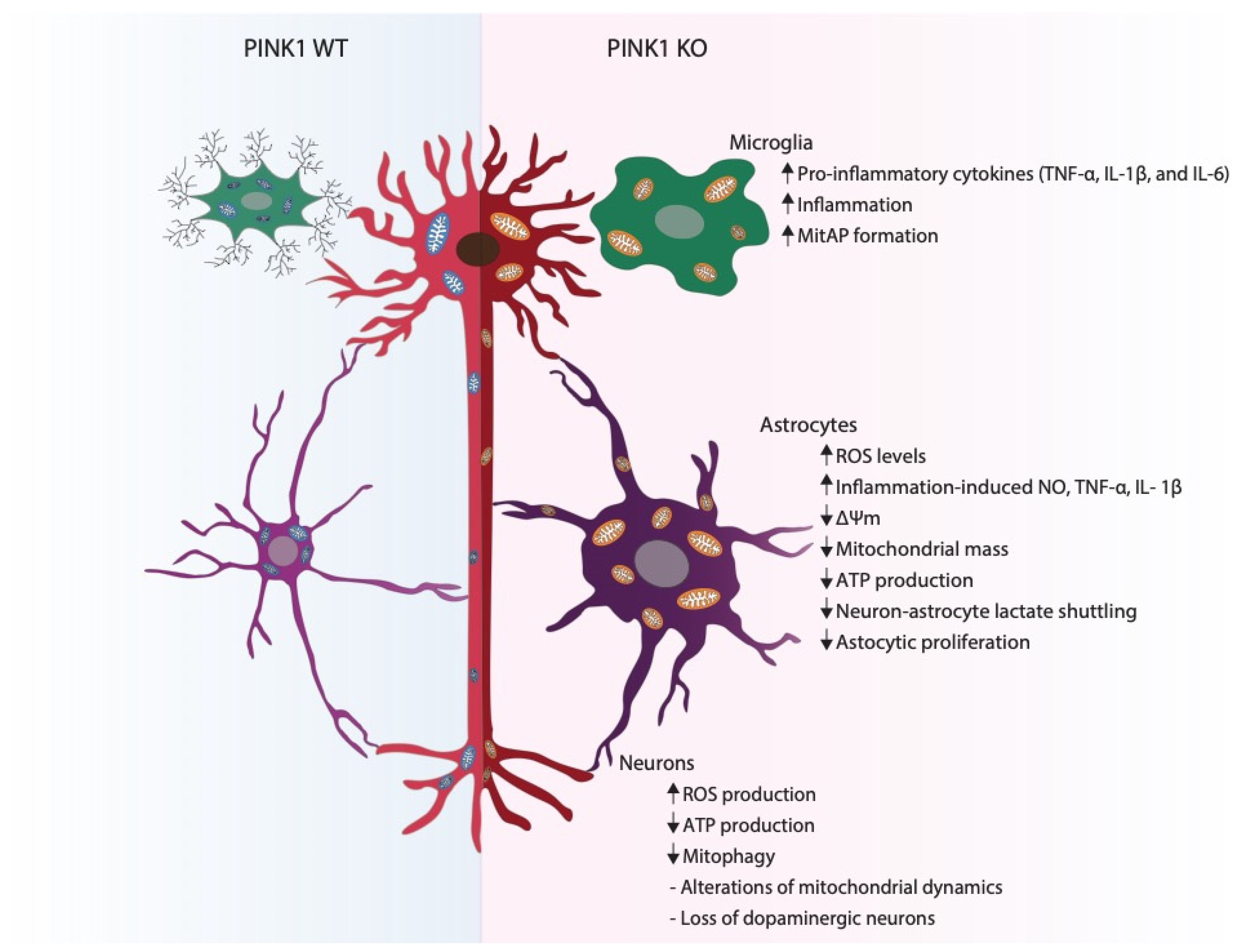 Cells | Free Full-Text | The PINK1-Mediated Crosstalk between