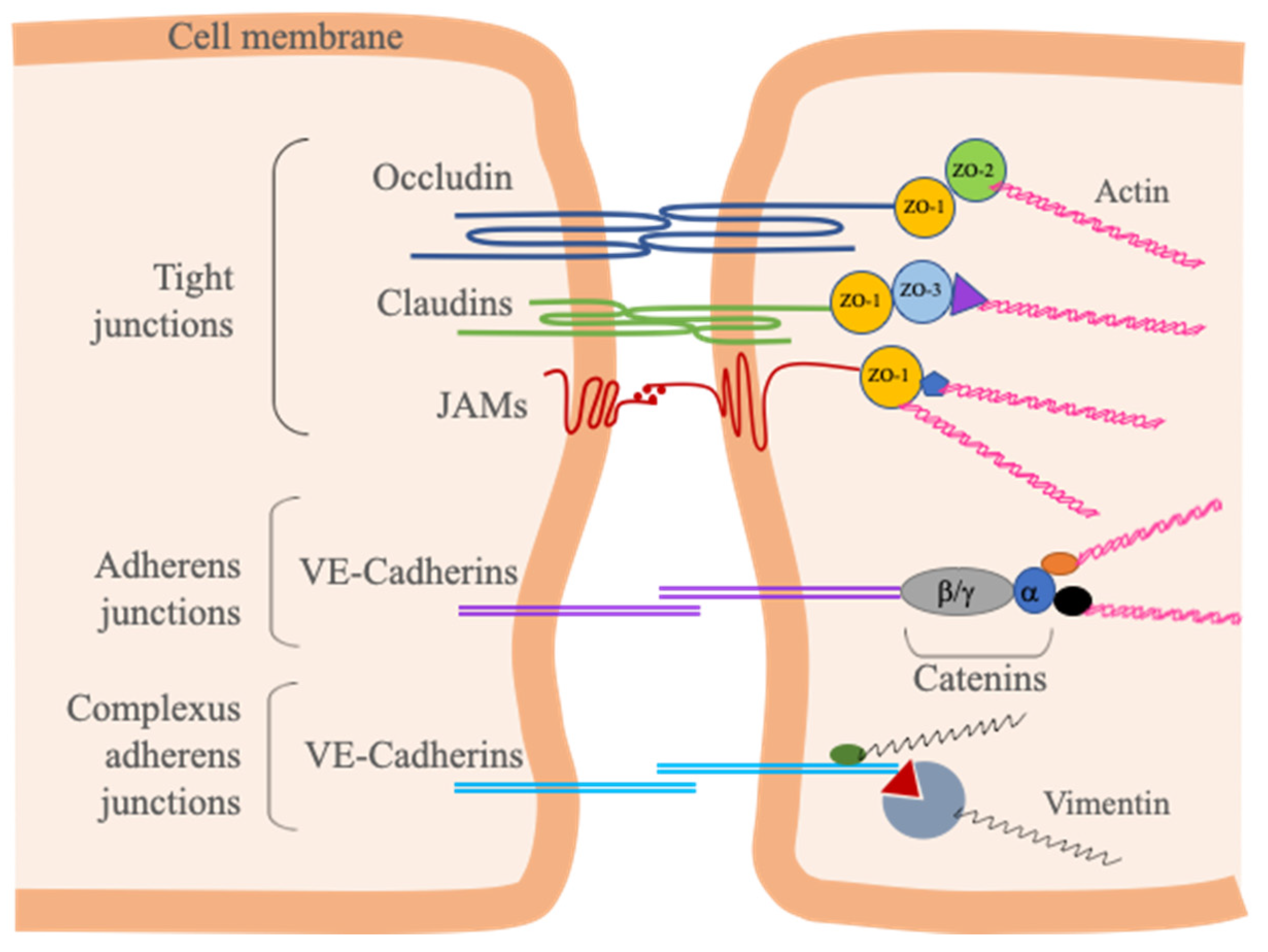 Cells 10 01400 g003 Cells 10 01400 g003