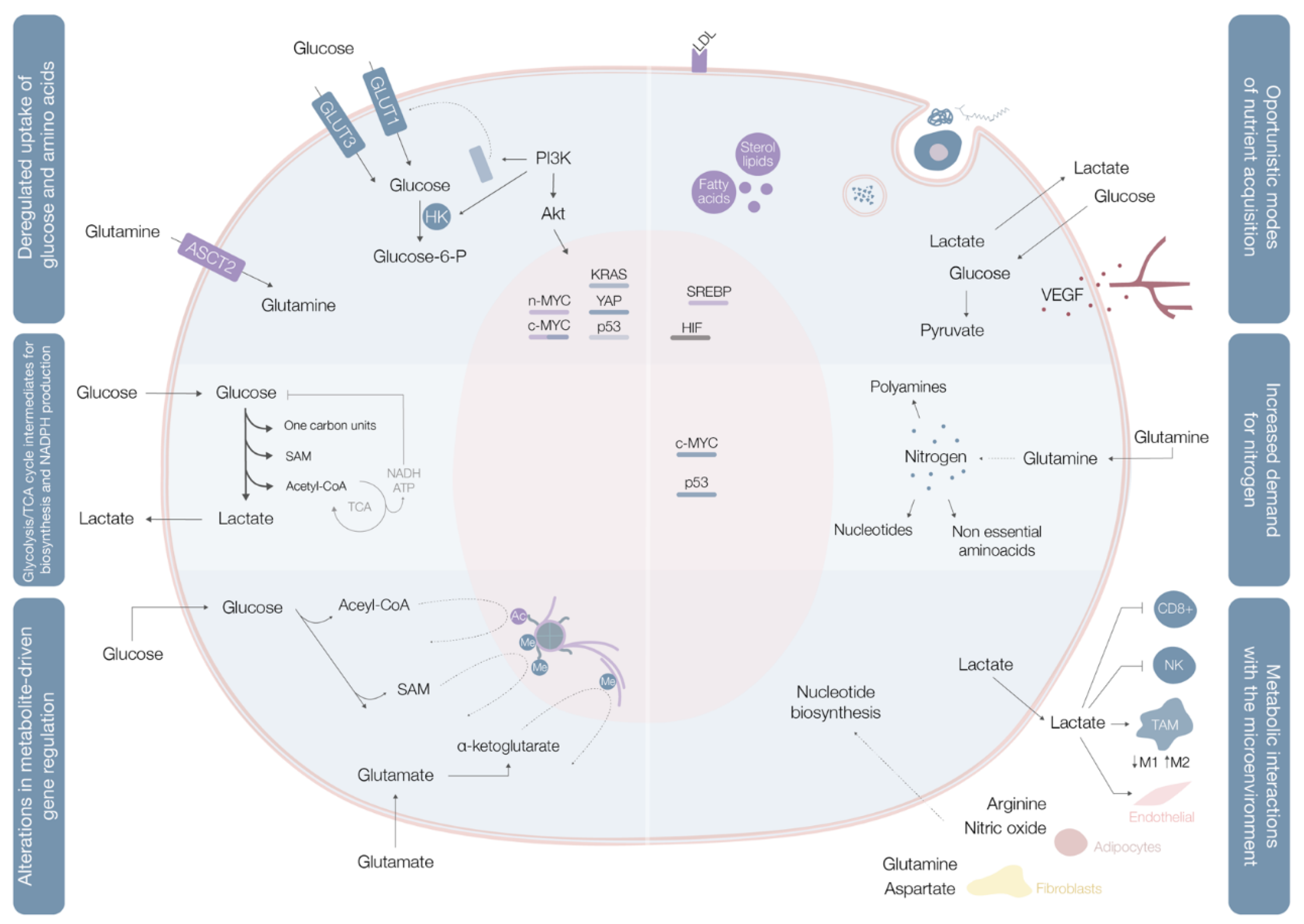 Cells | Free Full-Text | Sarcoma Metabolomics: Current Horizons and Future  Perspectives