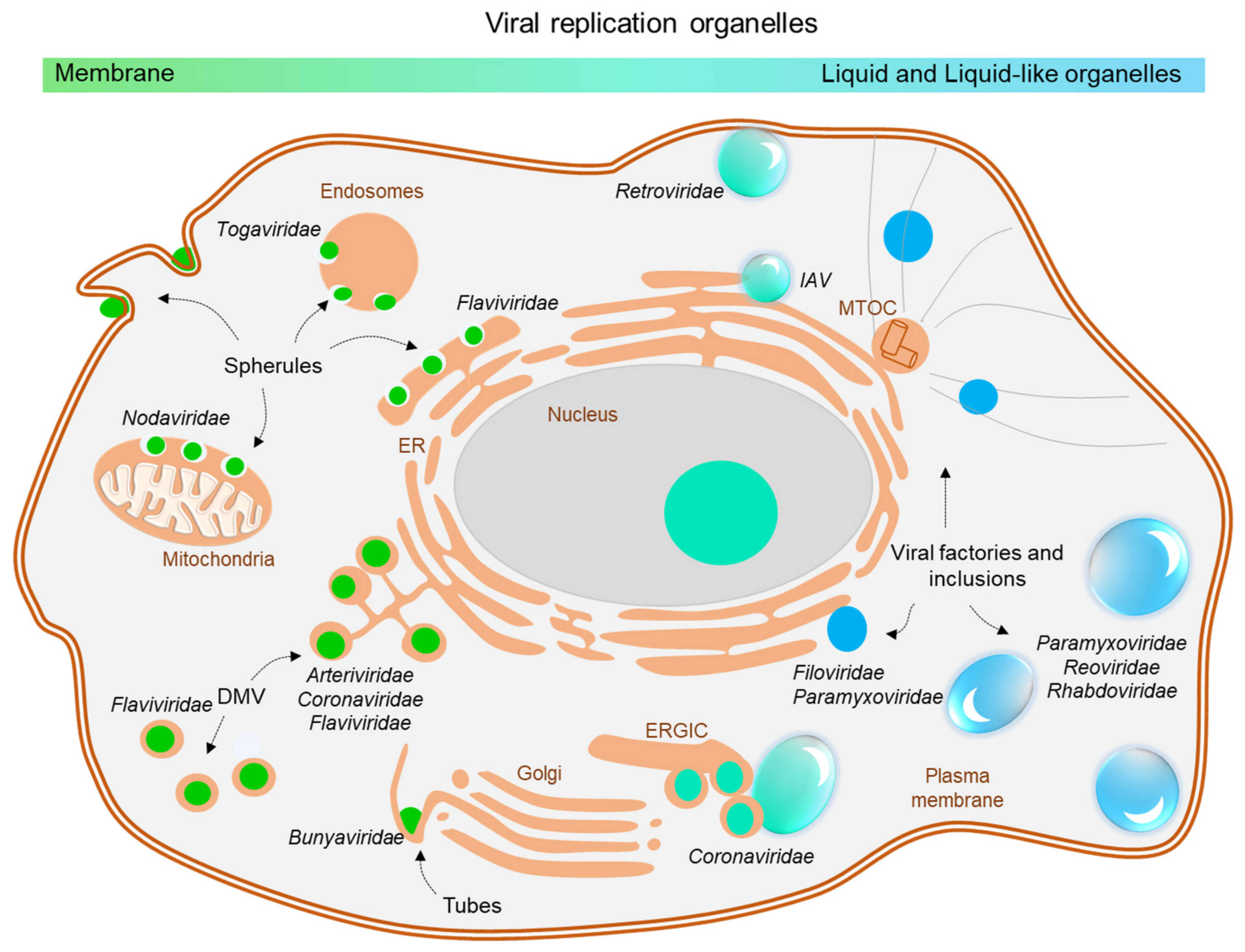 Cells | Free Full-Text | New Perspectives on the Biogenesis of Viral  Inclusion Bodies in Negative-Sense RNA Virus Infections | HTML
