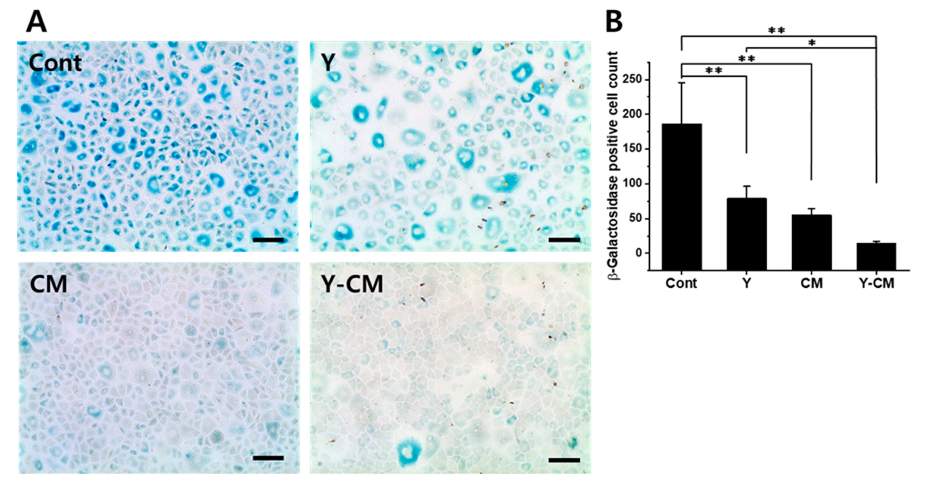 Cells Free Full Text Effect Of Rho Associated Kinase Inhibitor And Mesenchymal Stem Cell Derived Conditioned Medium On Corneal Endothelial Cell Senescence And Proliferation Html