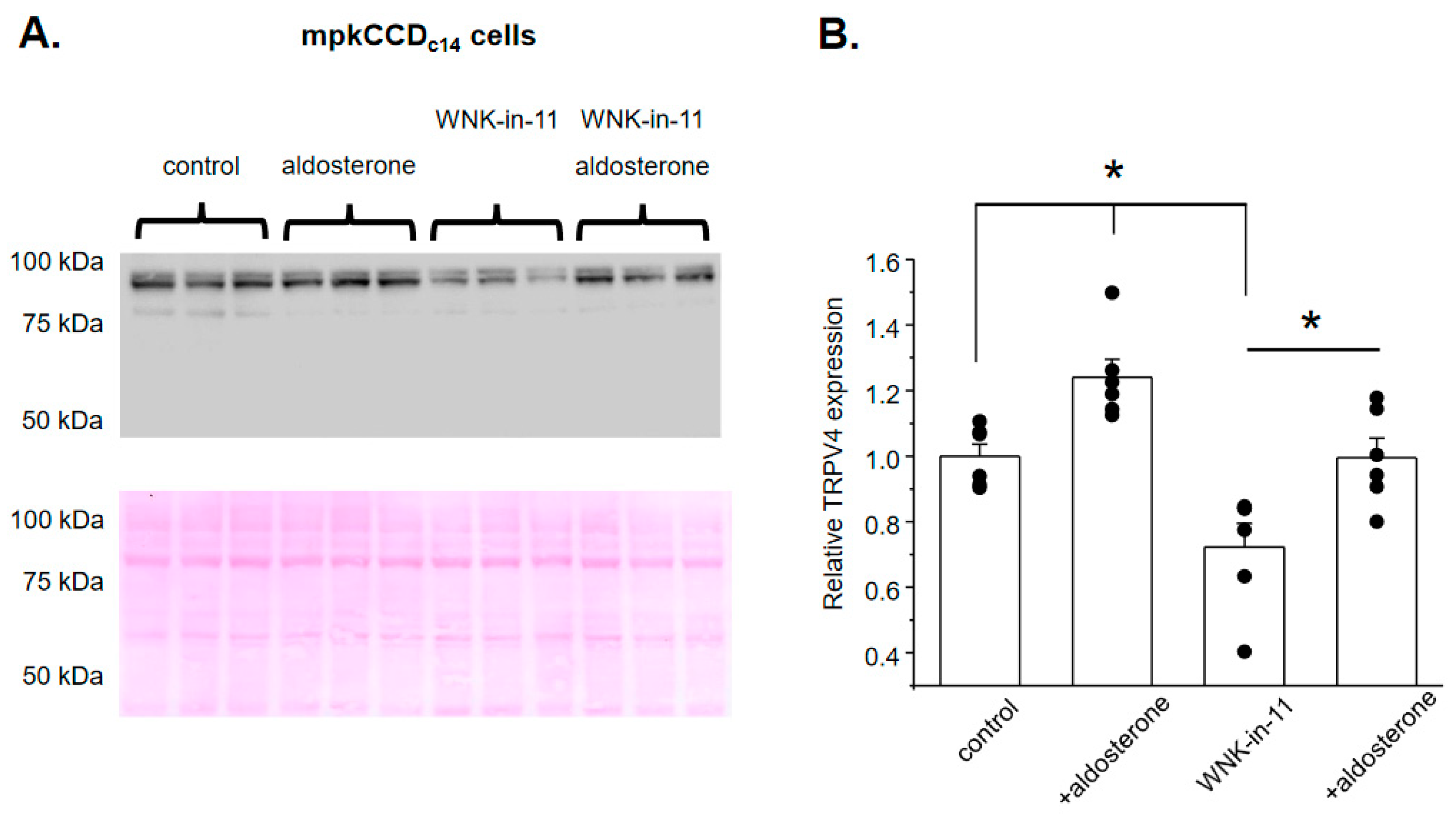 Cells 10 01482 g006 Cells 10 01482 g006