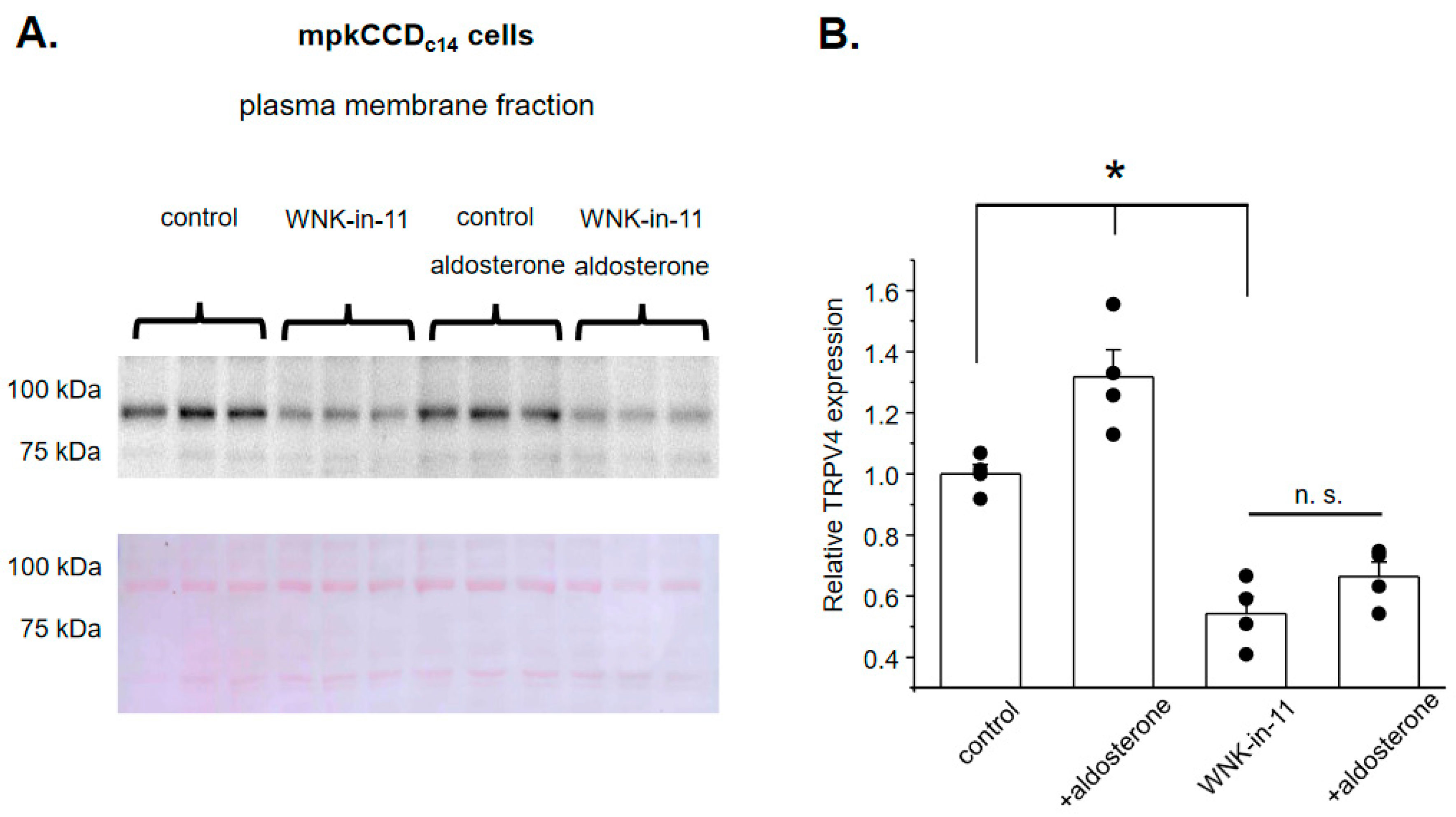 Cells 10 01482 g007 Cells 10 01482 g007