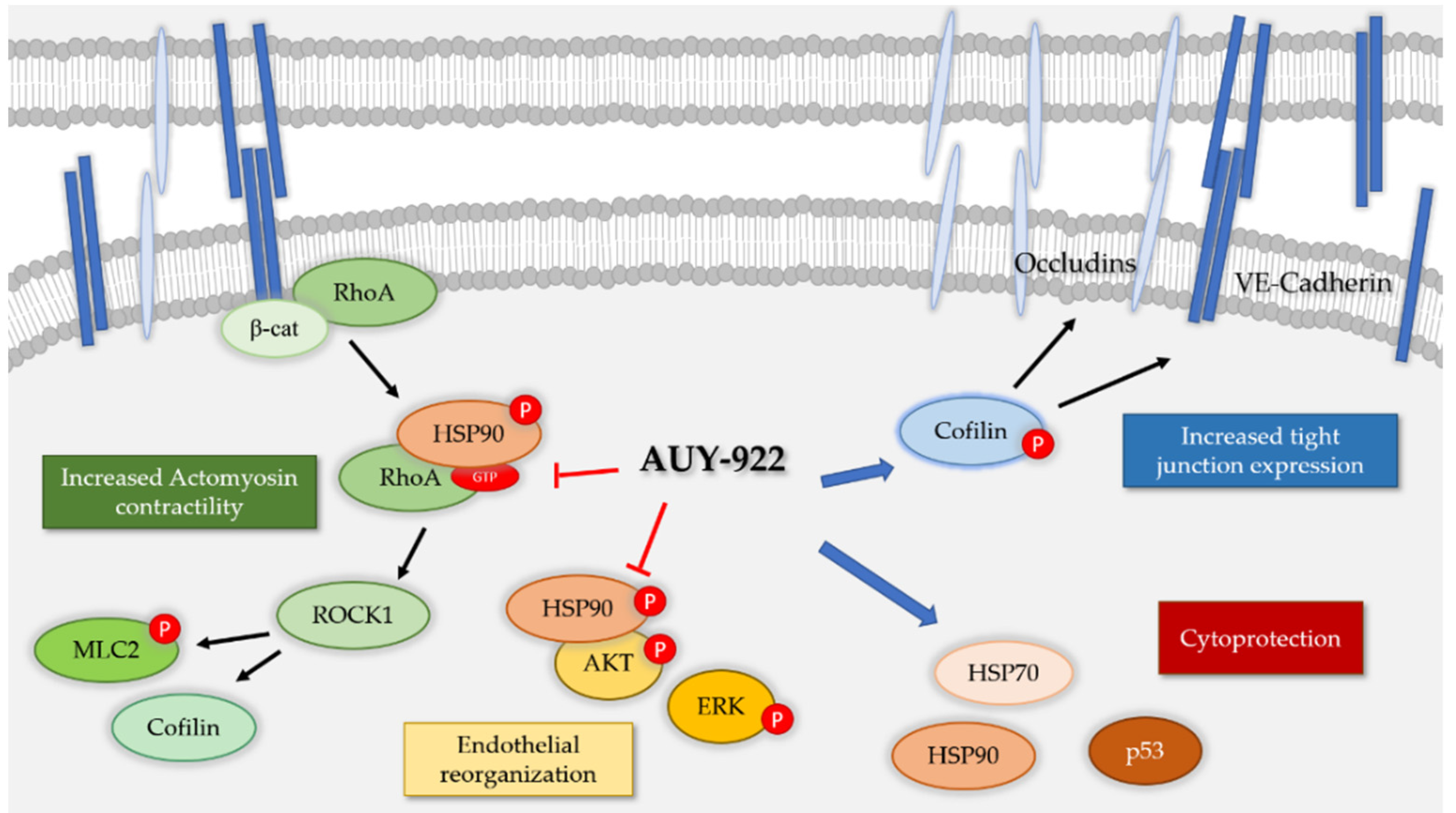 Cells 10 01489 g009 Cells 10 01489 g009