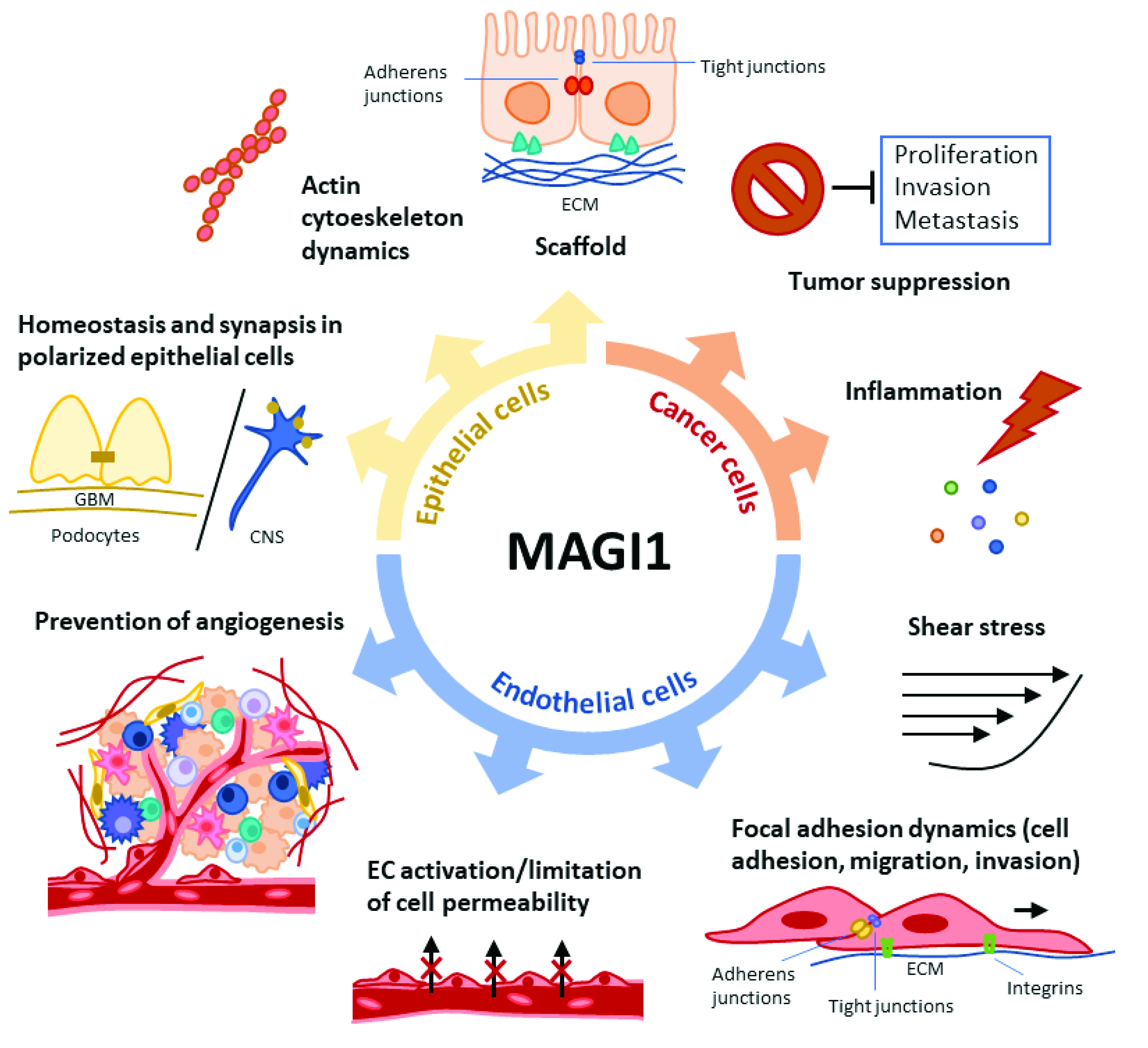 Cells 10 01494 g002 Cells 10 01494 g002