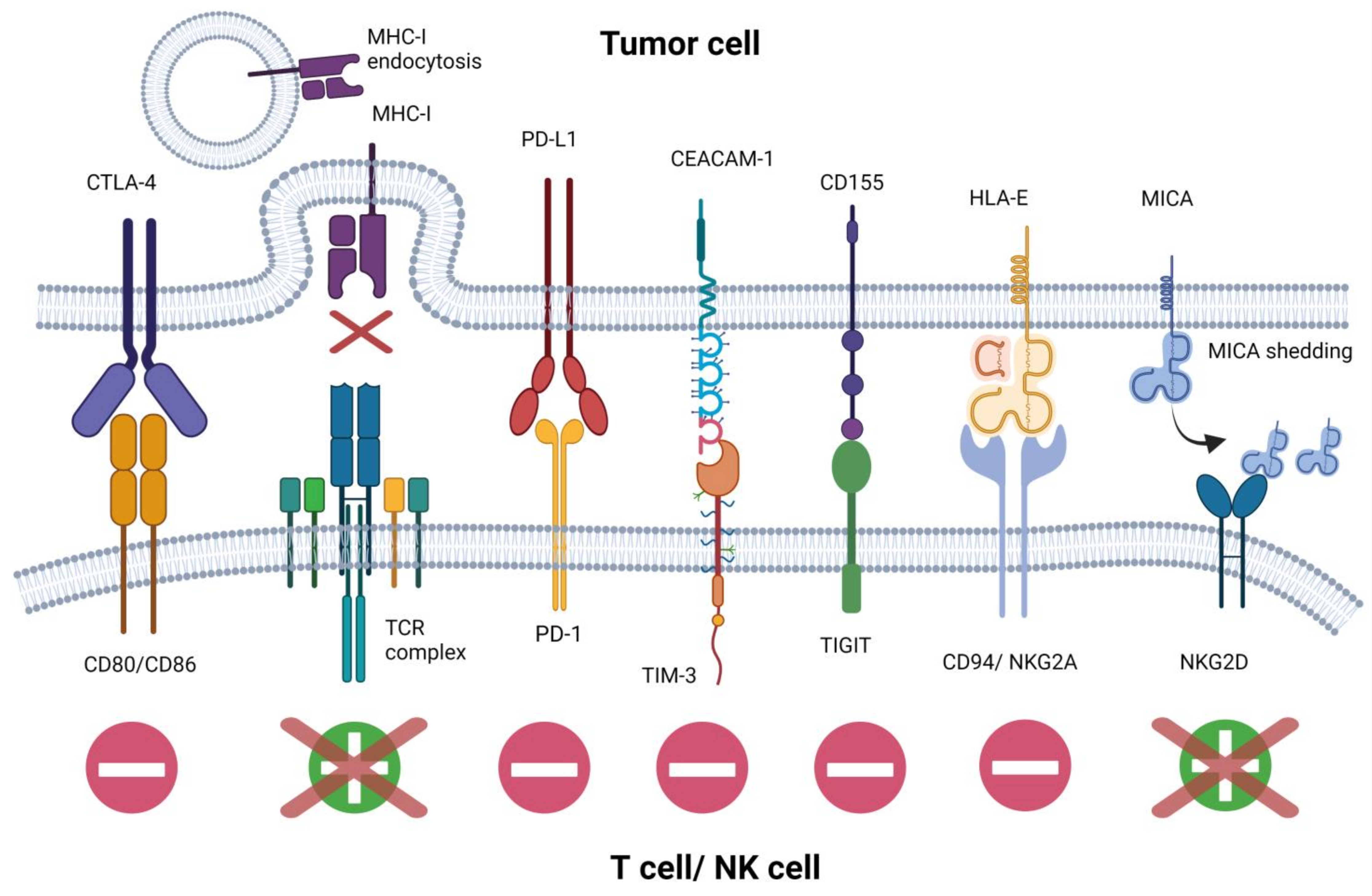 Cells | Free Full-Text | The “Magic Bullet” Is Here? Cell-Based  Immunotherapies for Hematological Malignancies in the Twilight of the  Chemotherapy Era